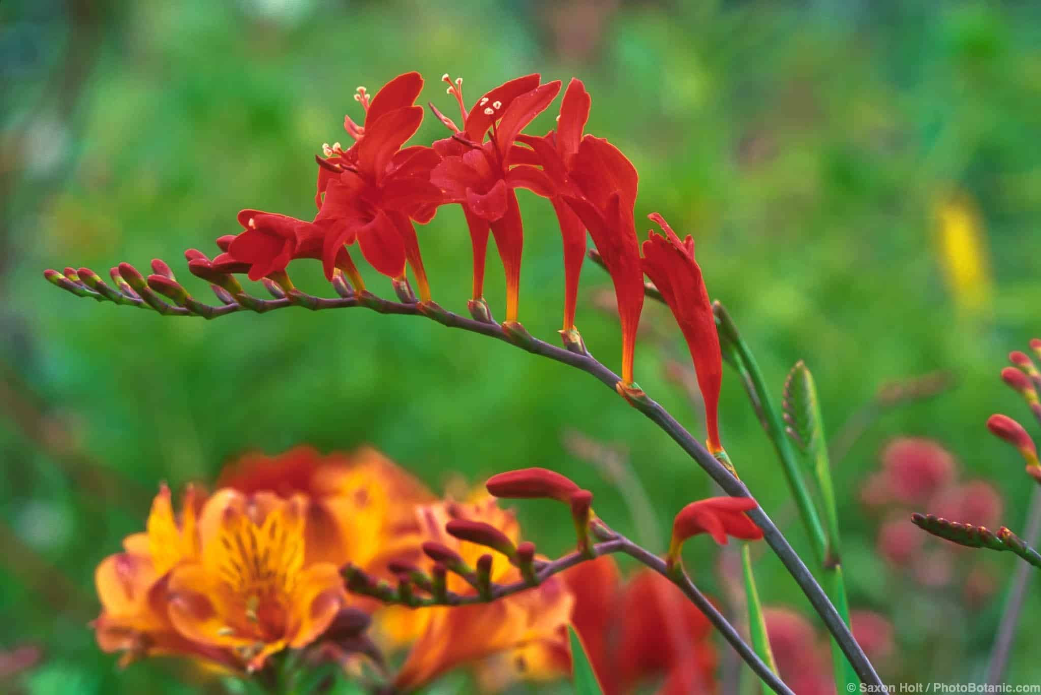 Crocosmia