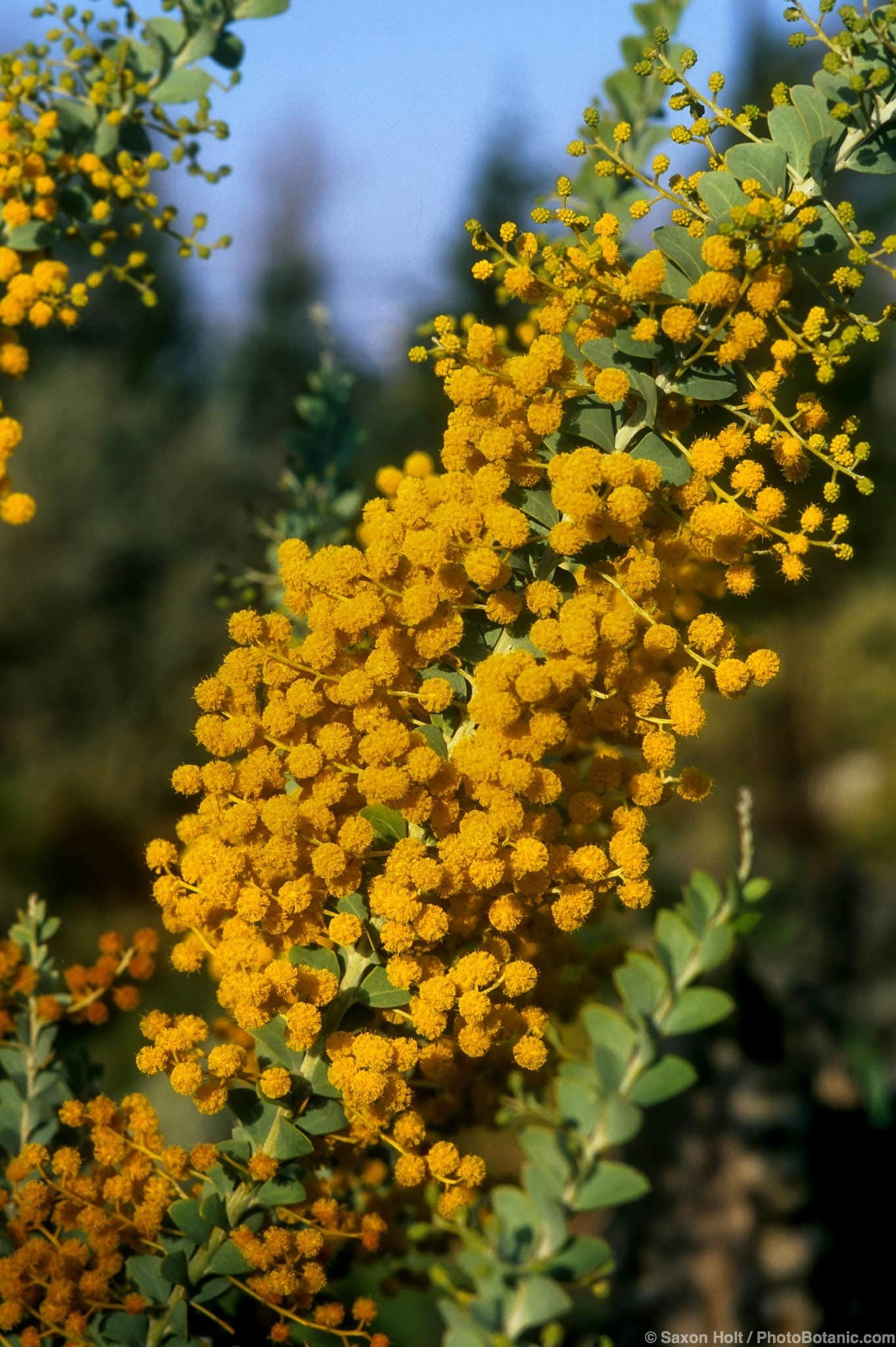 Acacia cultriformis