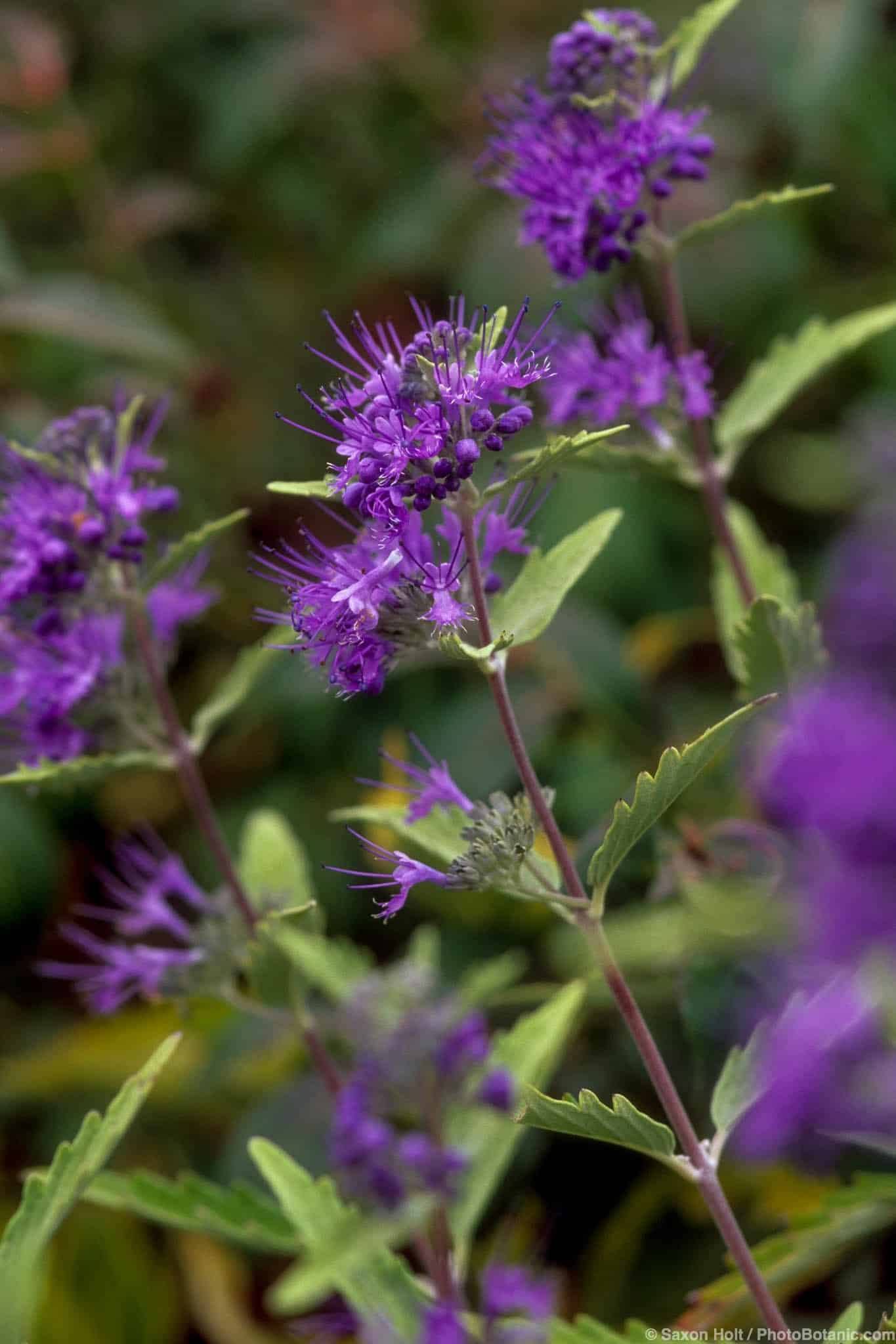 Caryopteris x clandonensis