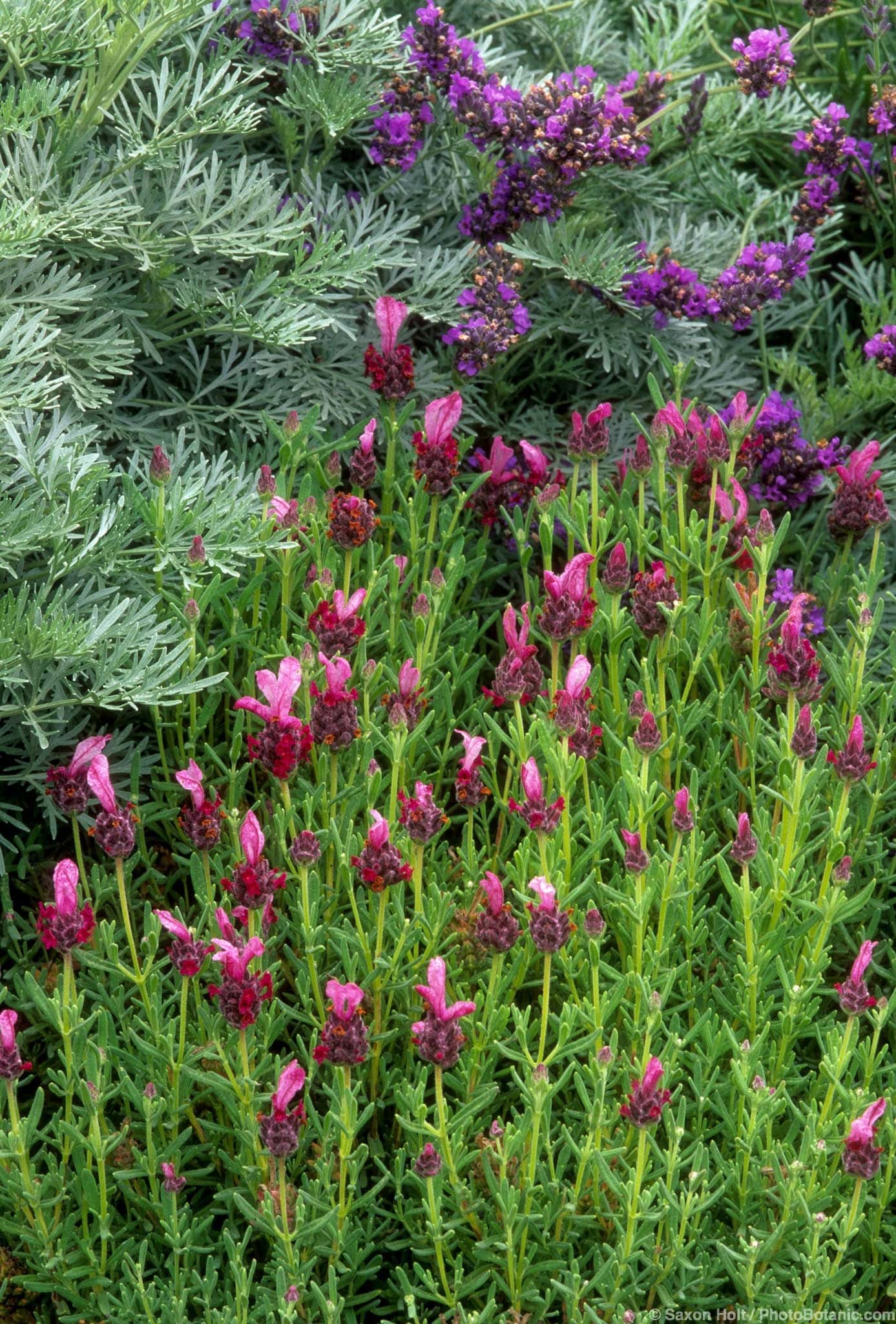 Lavandula stoechas ‘Madrid Pink’