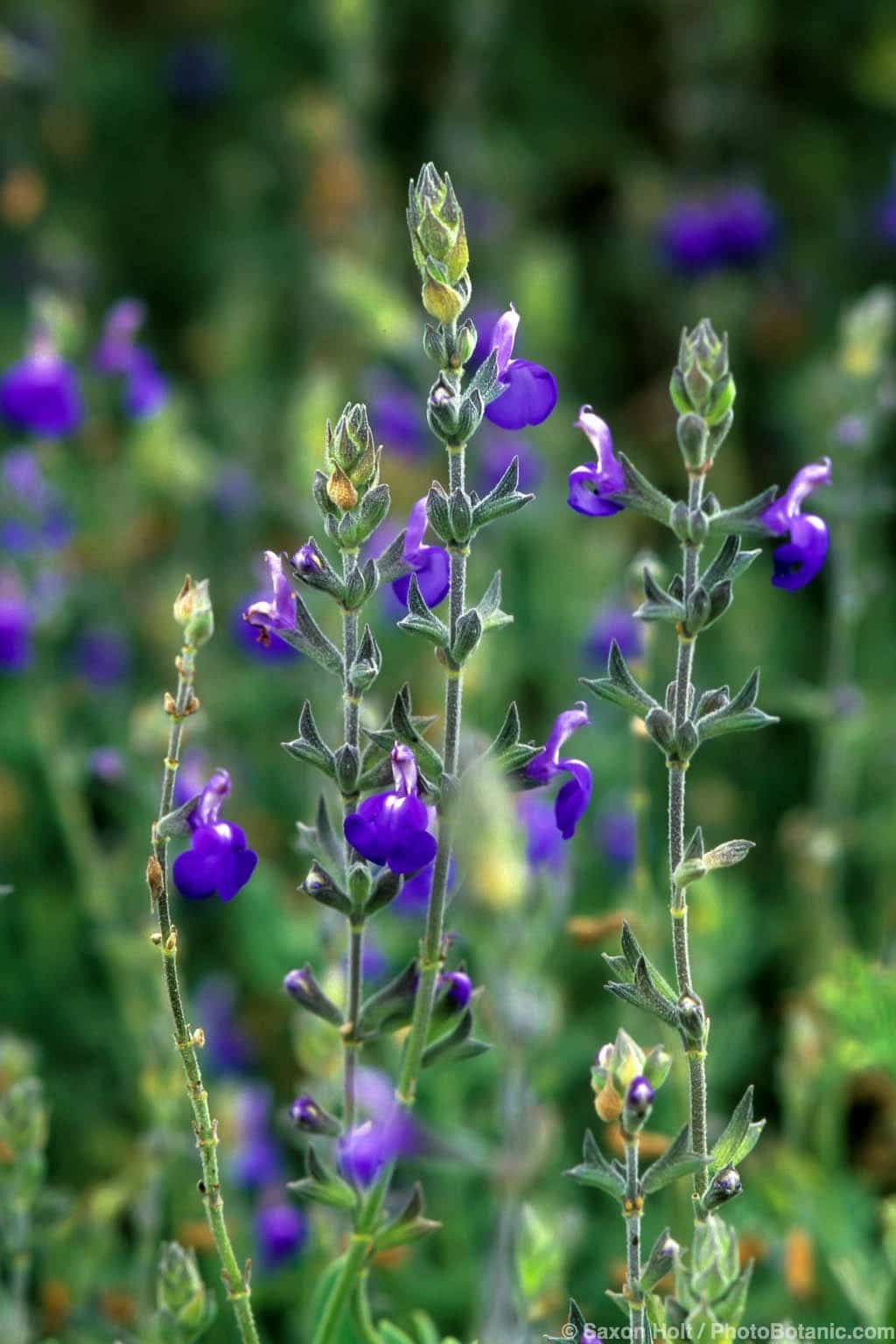 Salvia chamaedryoides