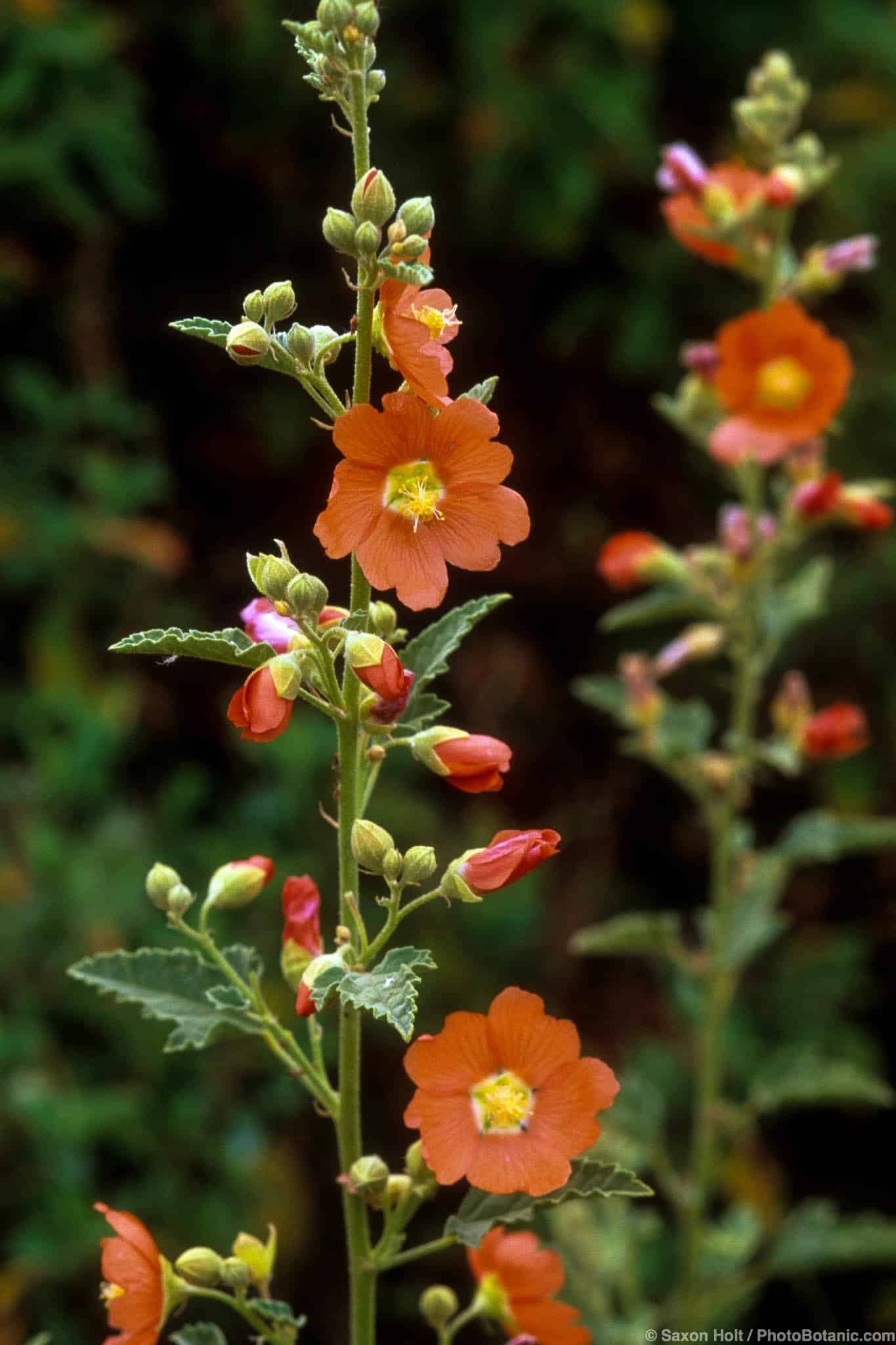 Sphaeralcea incana