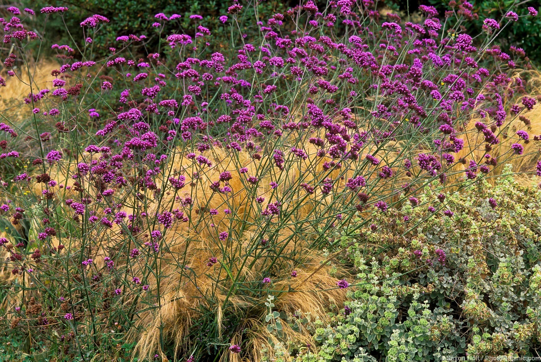 Verbena bonariensis