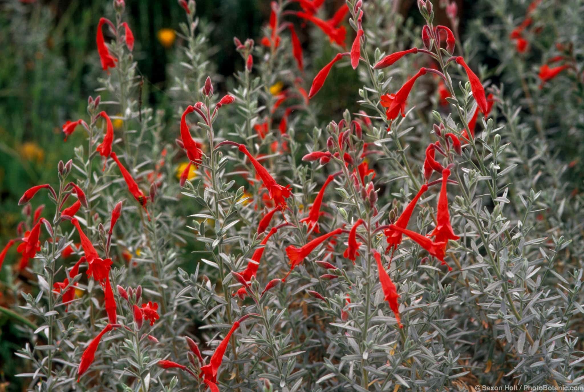 Epilobium canum