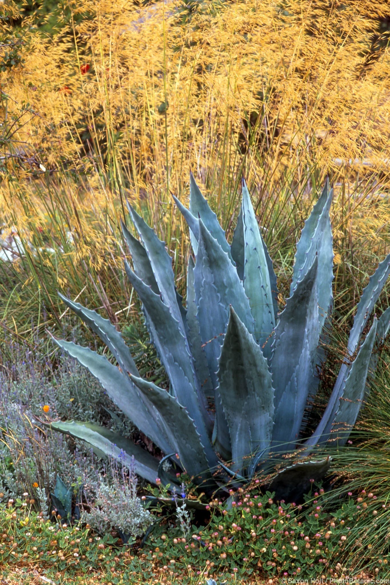 Agave americana