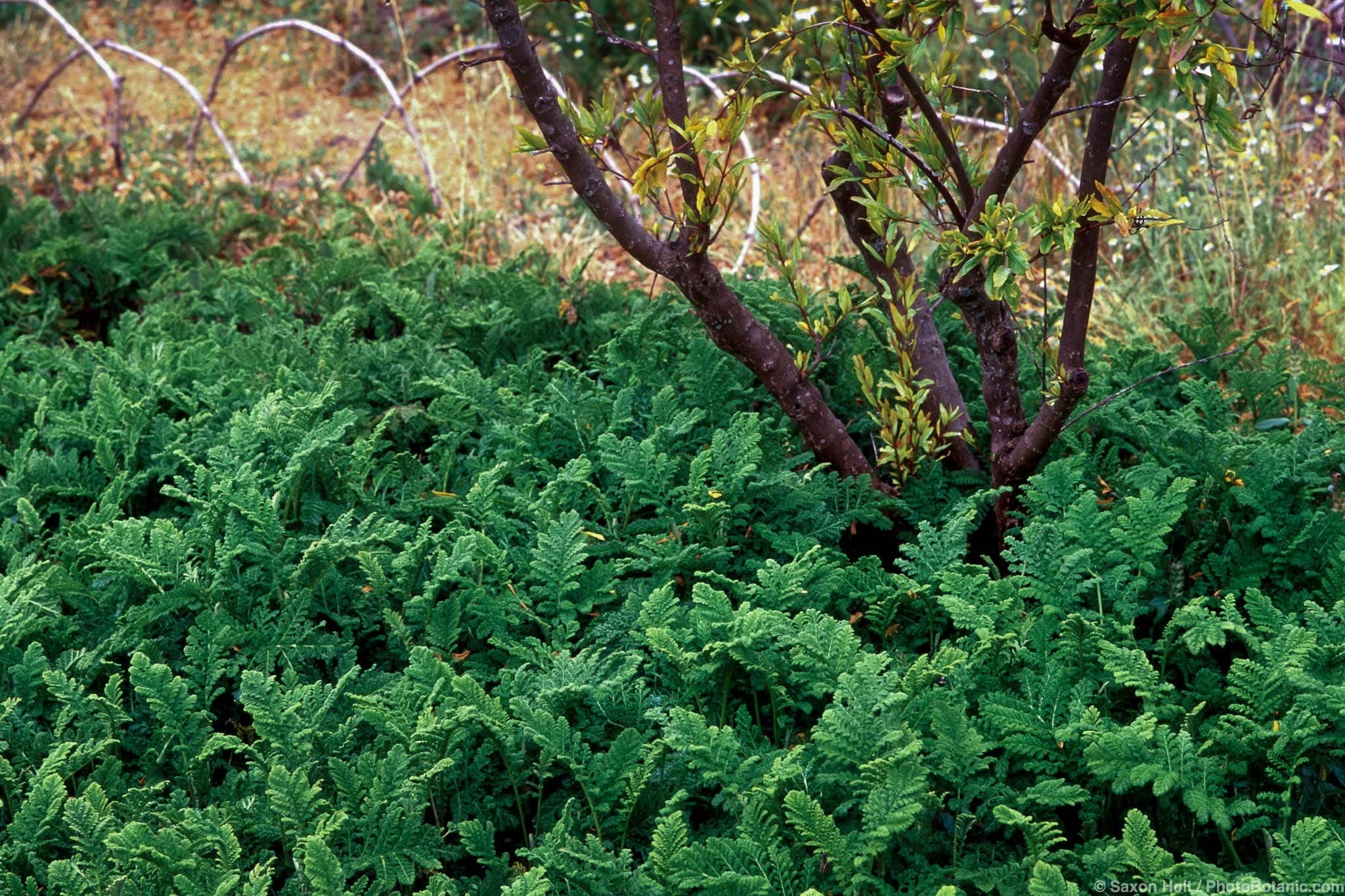 Tanacetum vulgare