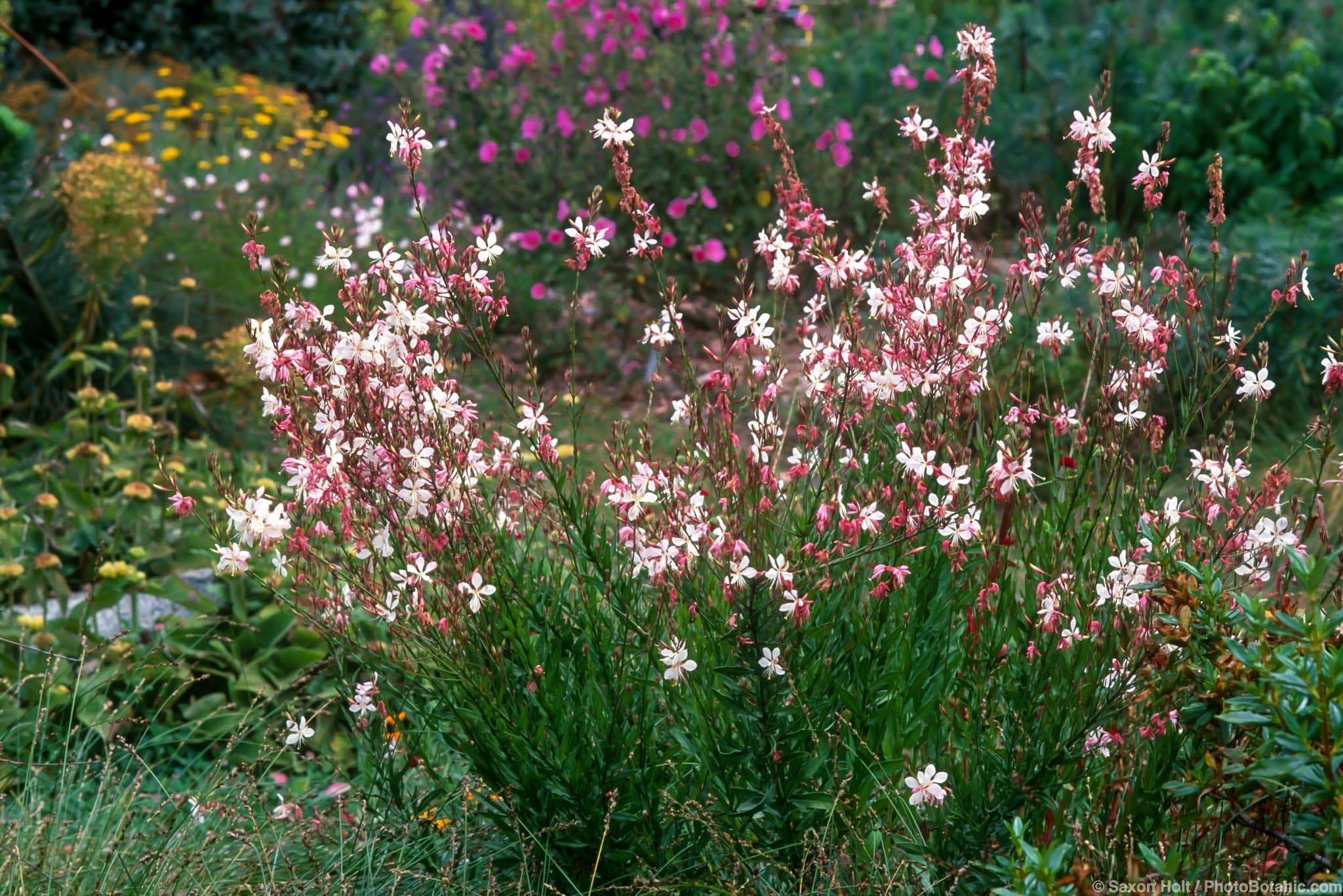 Gaura lindheimeri