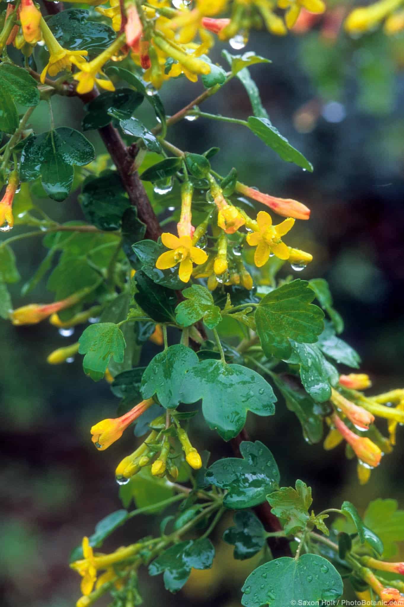 Ribes aureum