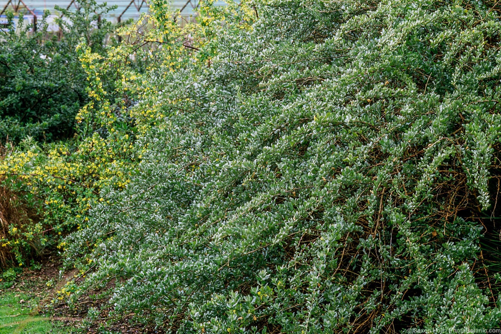 Atriplex lentiformis