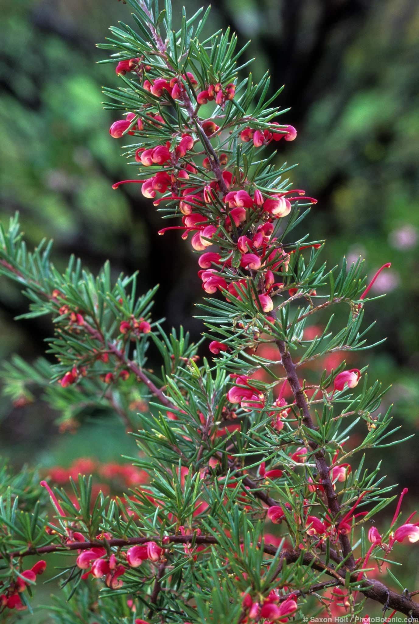 Grevillea ‘Jade Pearl’