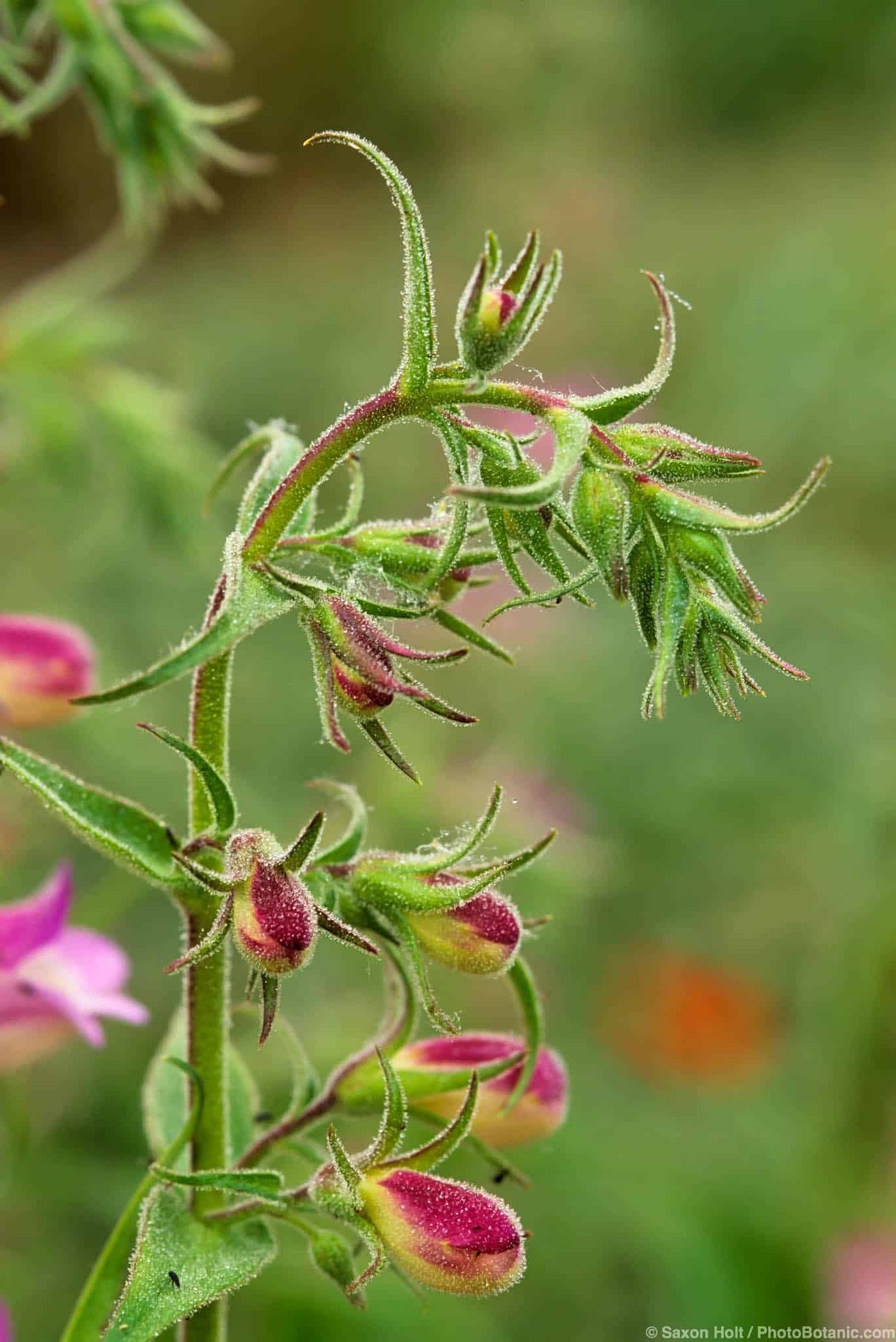 Penstemon