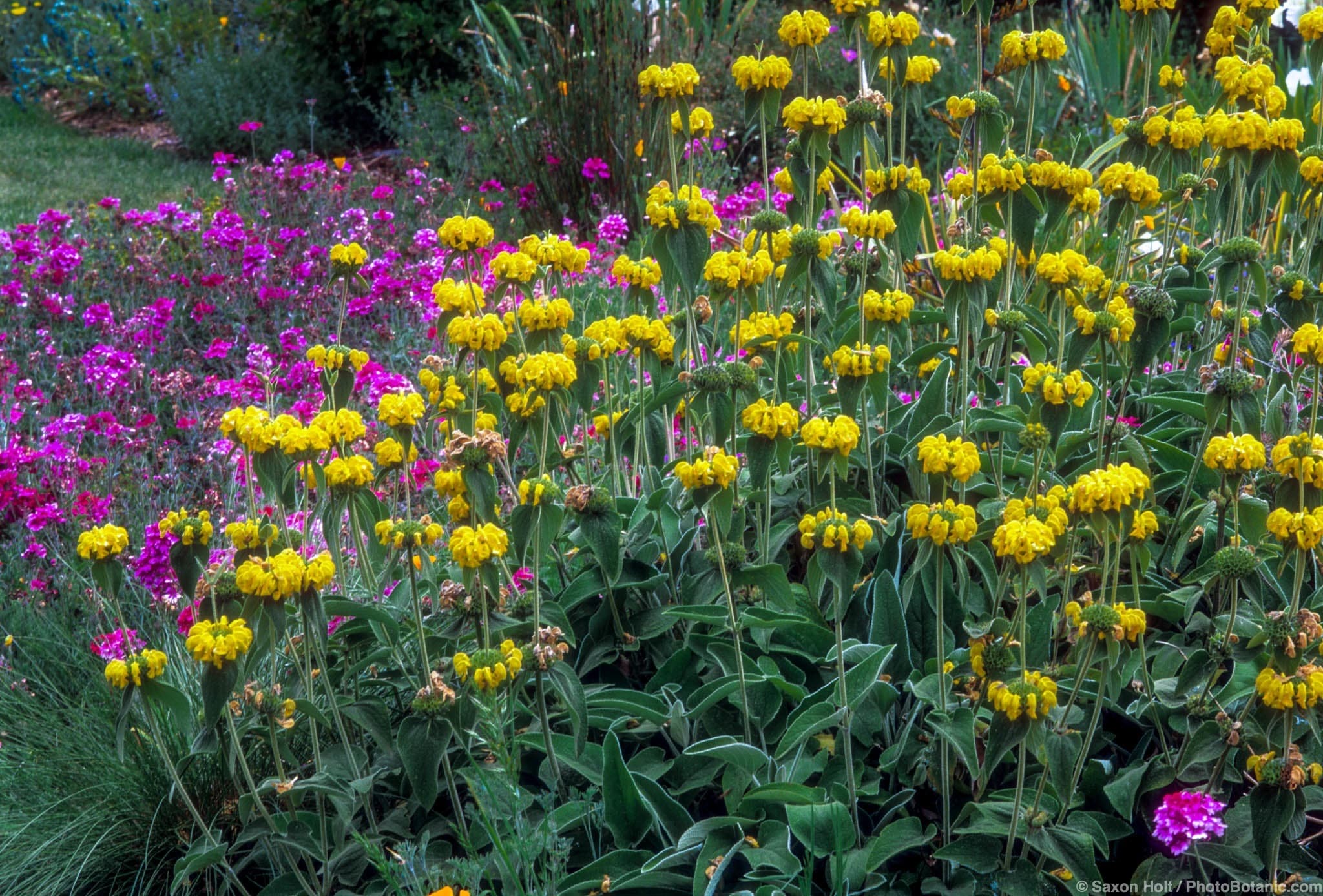 Phlomis fruticosa