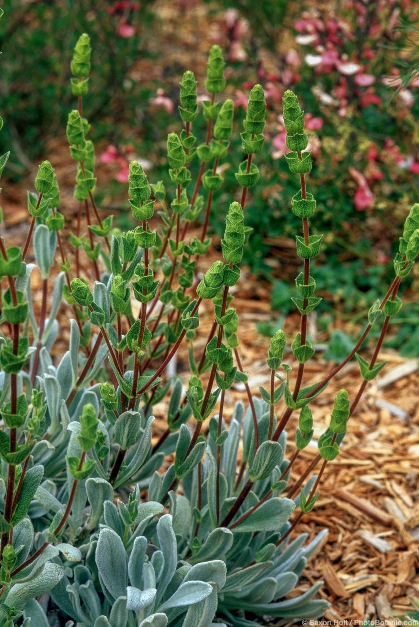 Sideritis cypria in flower - Summer-Dry | Celebrate Plants in Summer ...