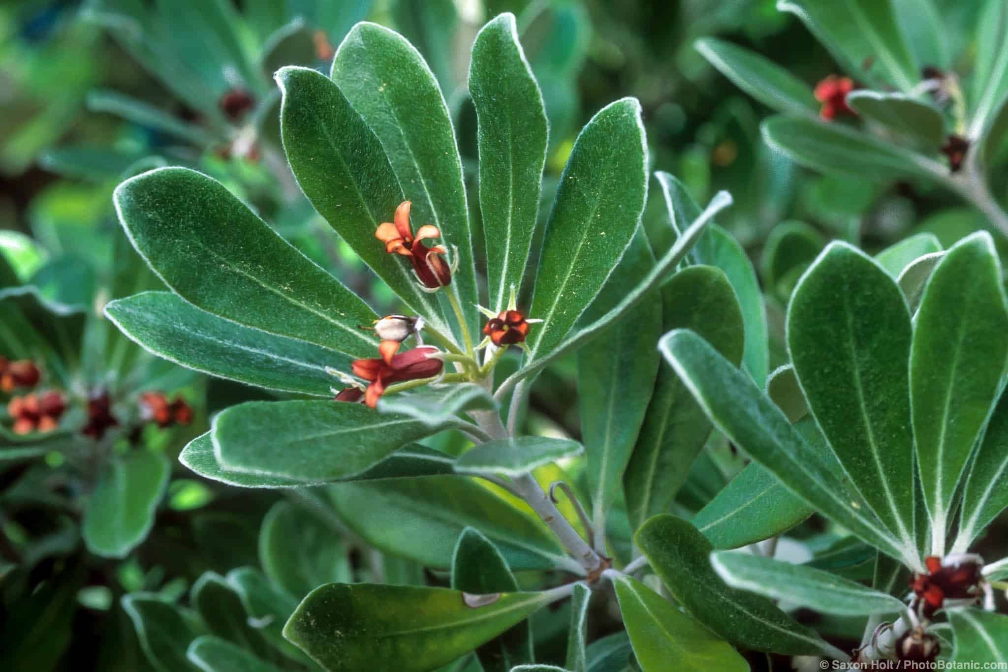 Pittosporum crassifolium