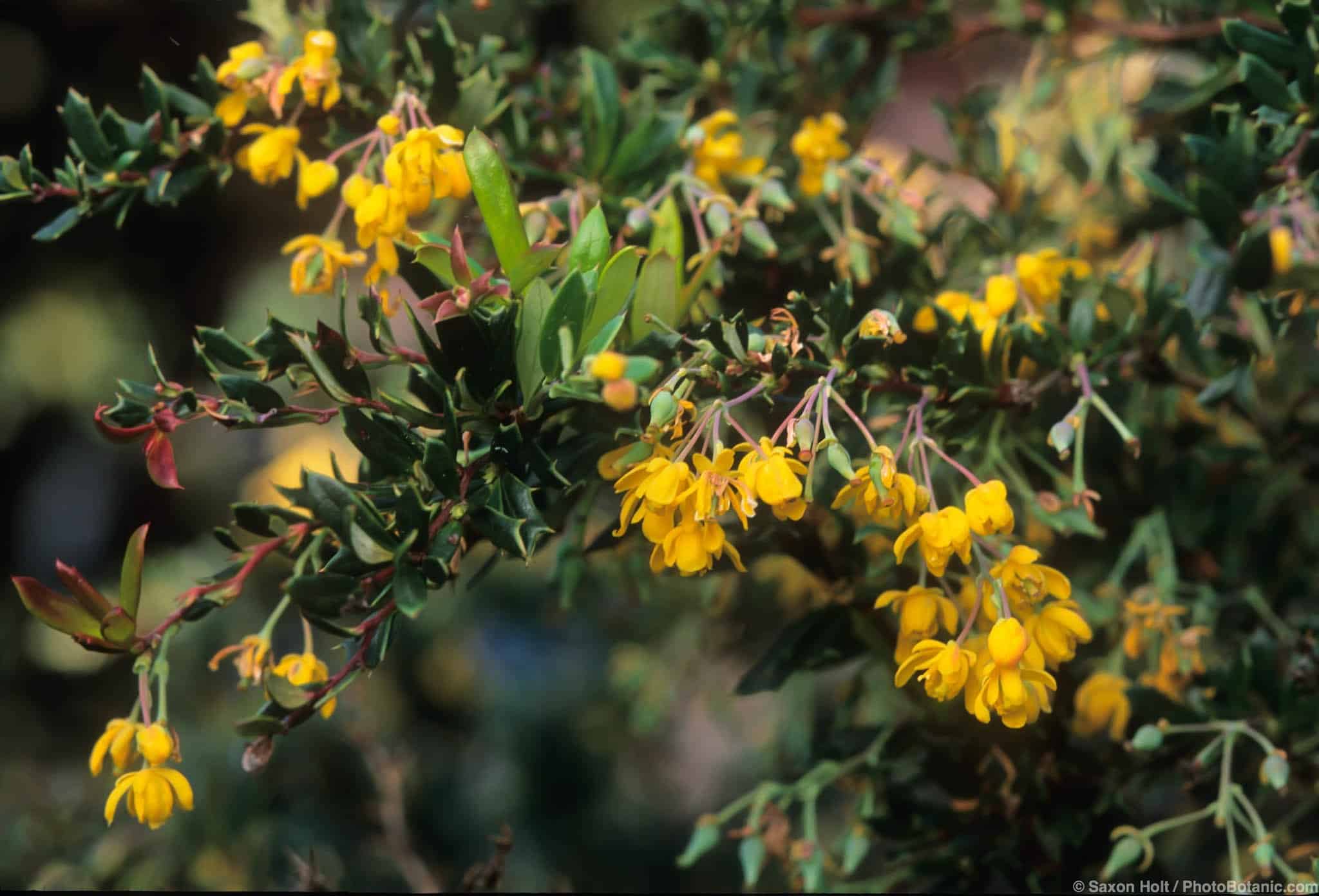 Berberis darwinii