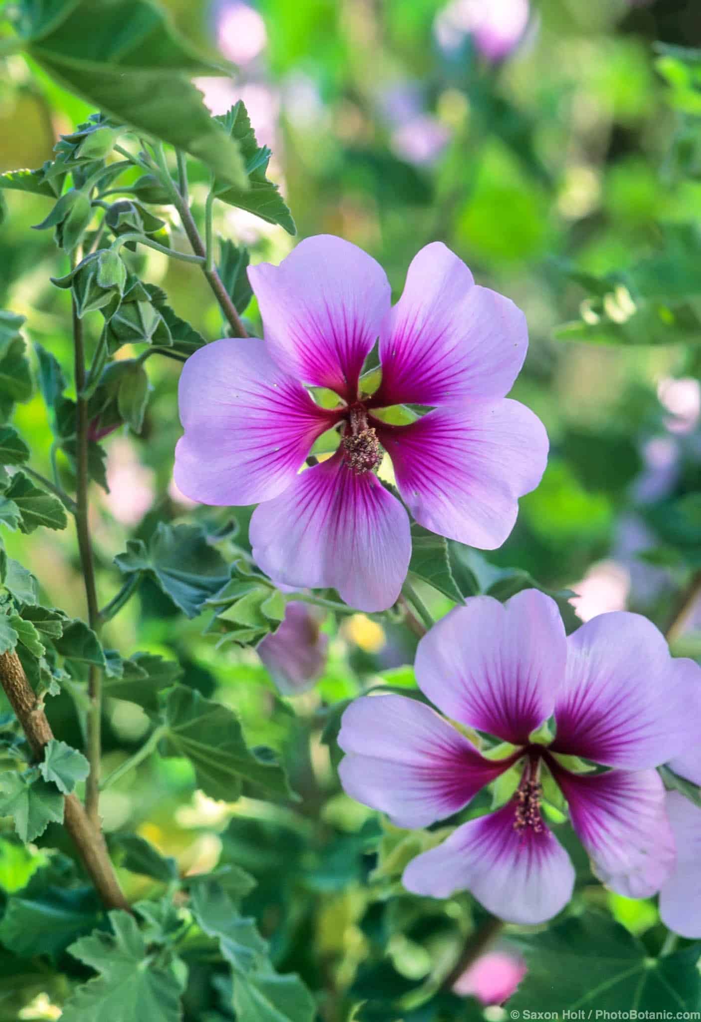 Lavatera maritima