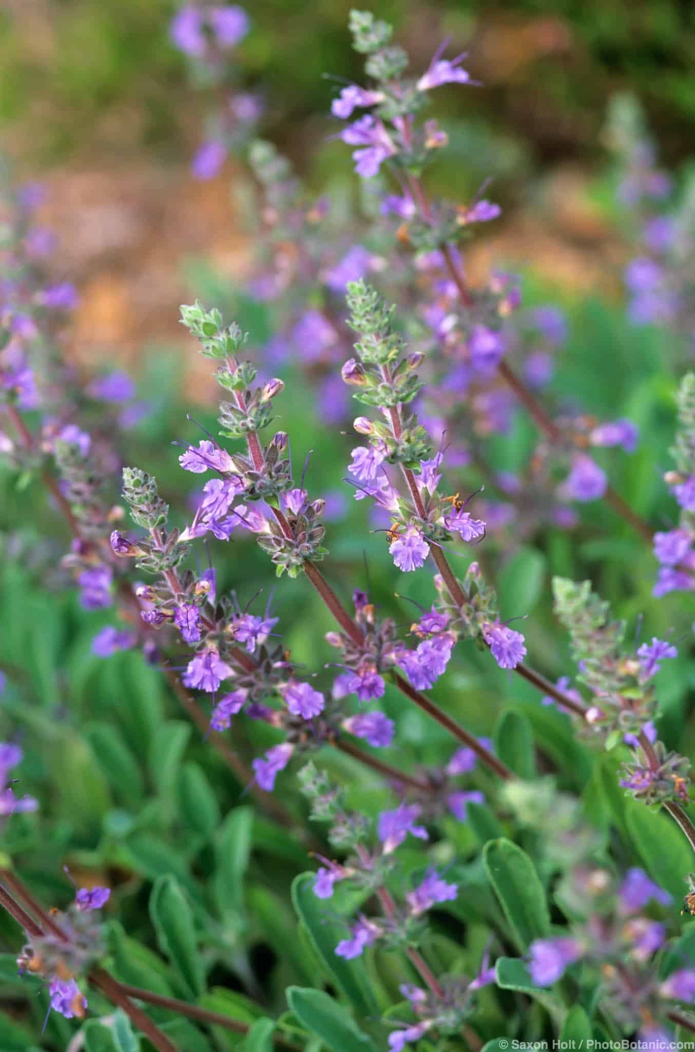 Salvia sonomensis