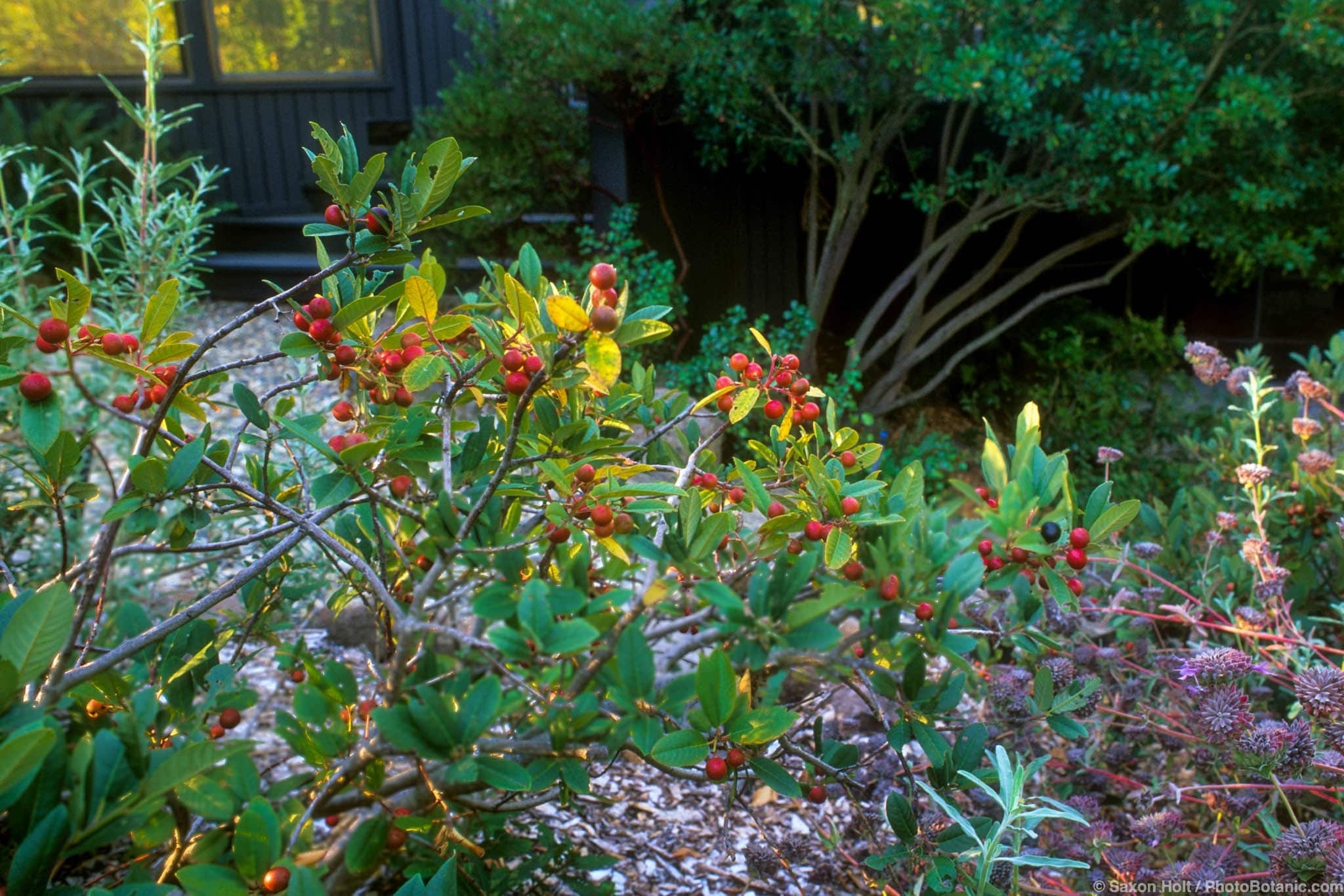 Frangula californica