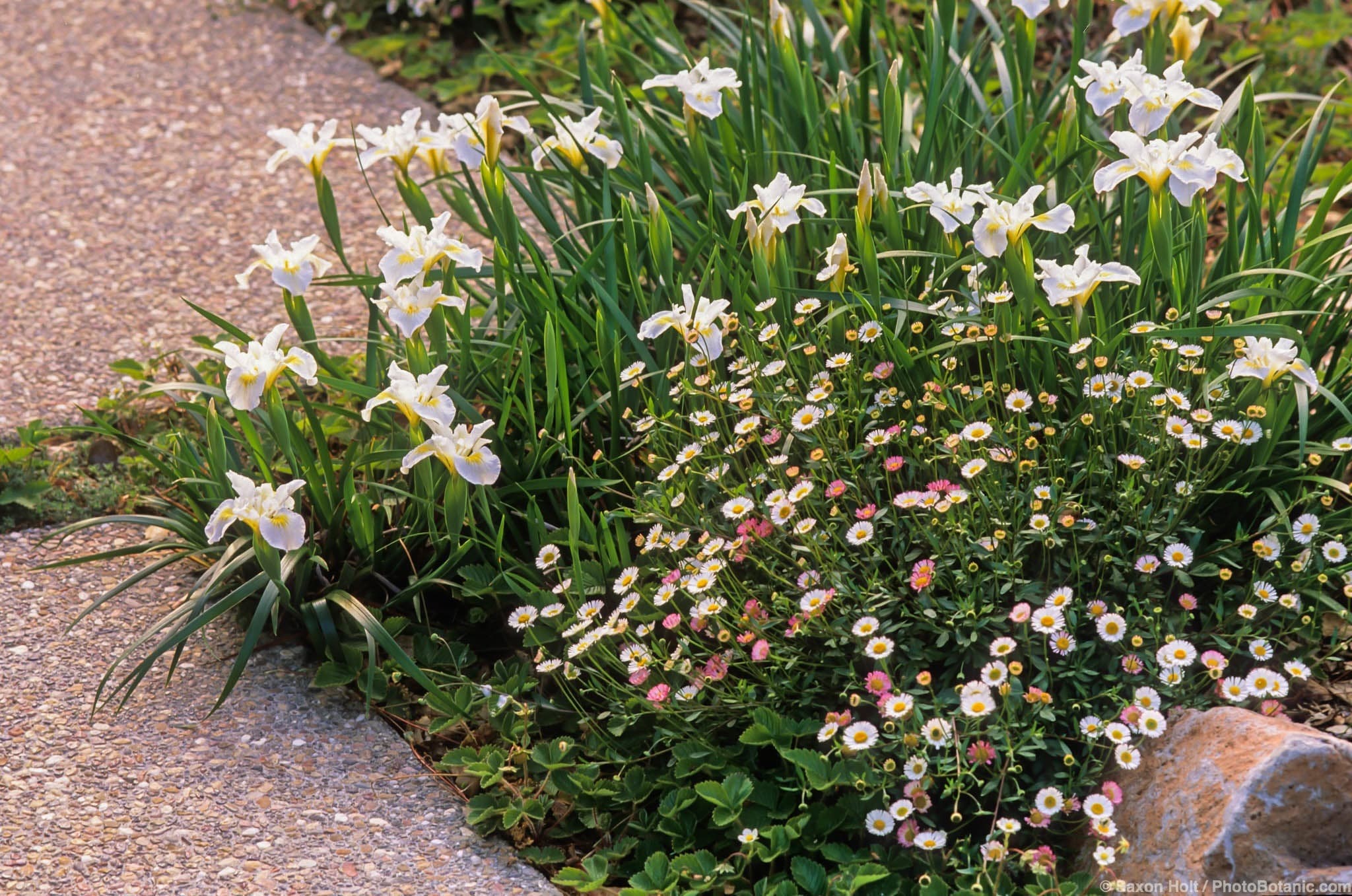 Pacific Coast iris ‘Canyon Snow’ – Iris douglasiana 
Erigeron – Erigeron spp.