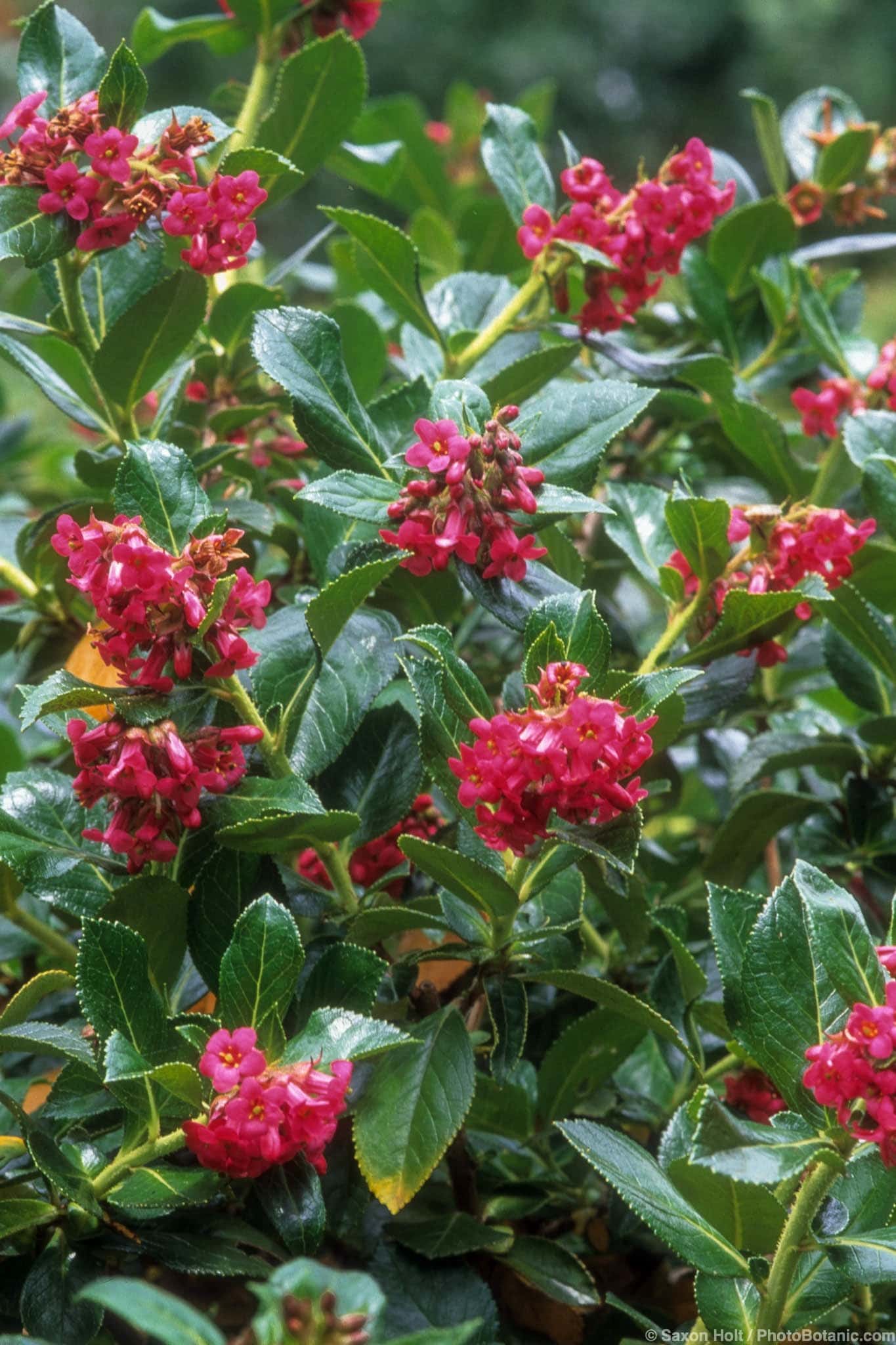 Escallonia rubra