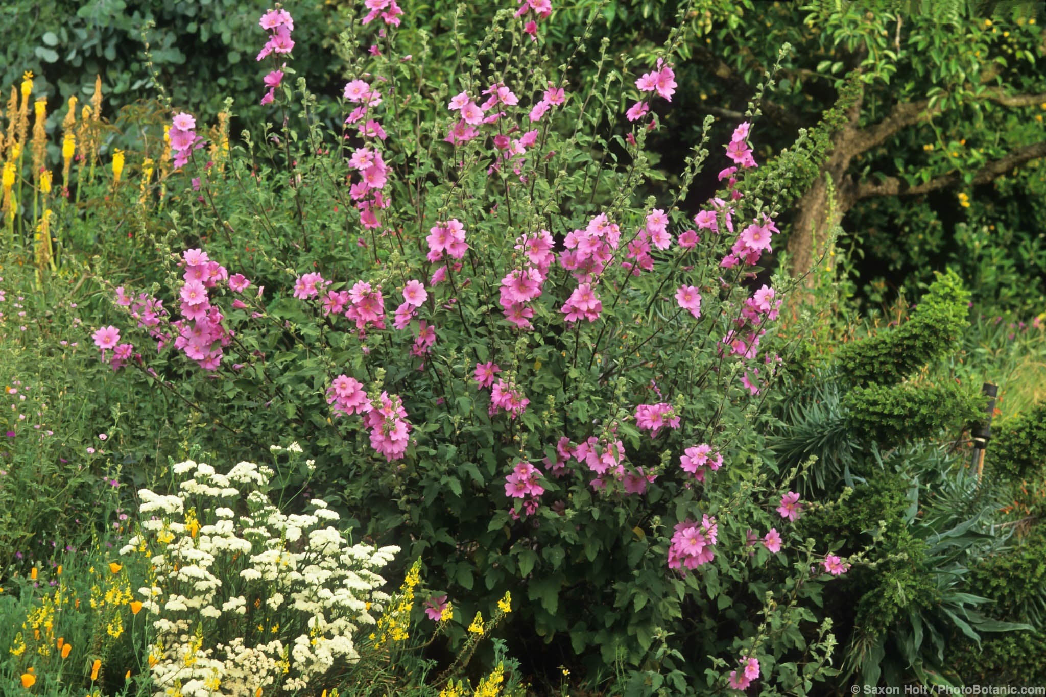 Lavatera x clementii