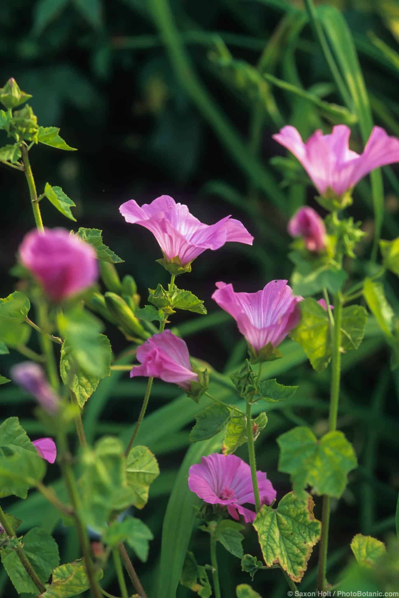 Lavatera trimestris