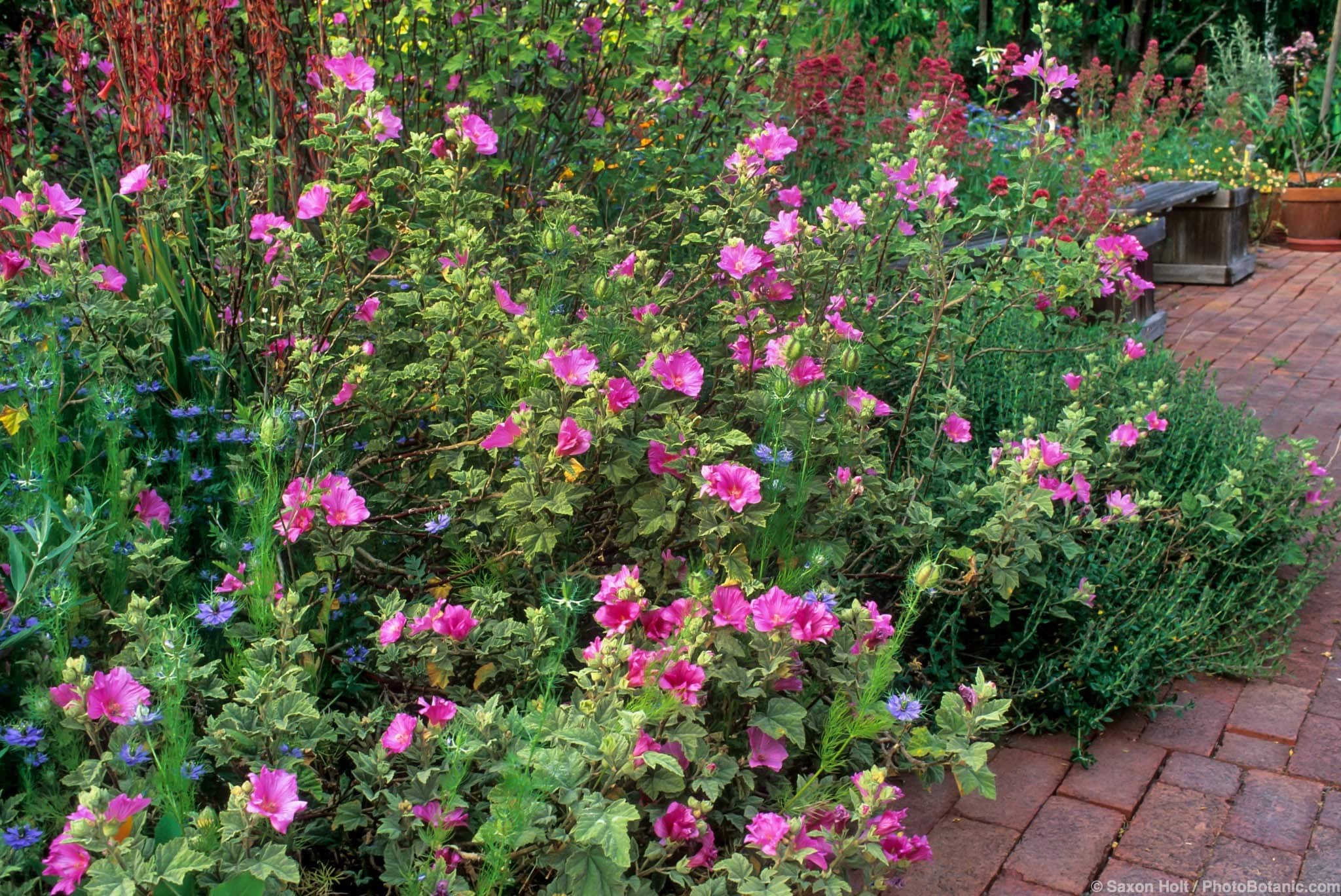 Lavatera x clementii