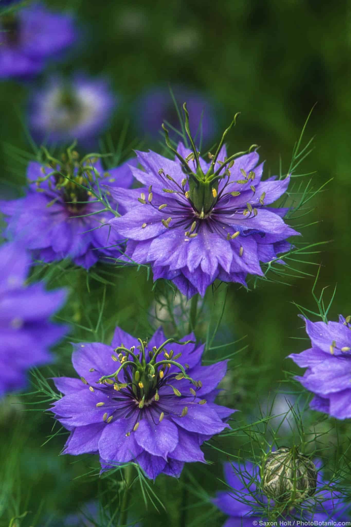 Nigella damascena