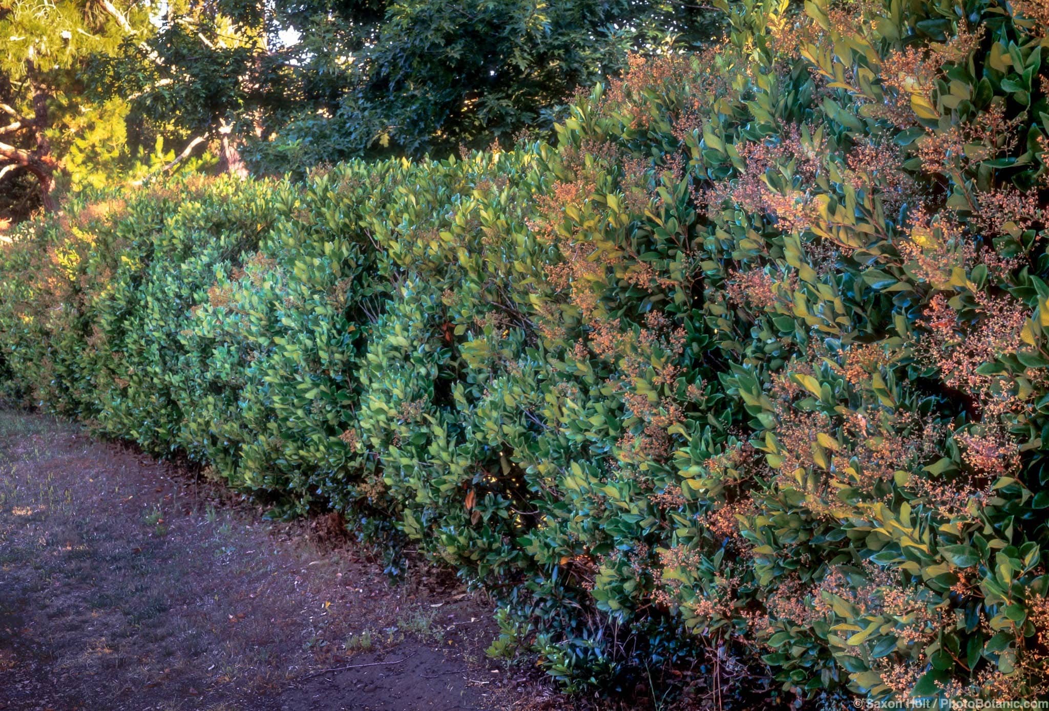 Ligustrum japonicum