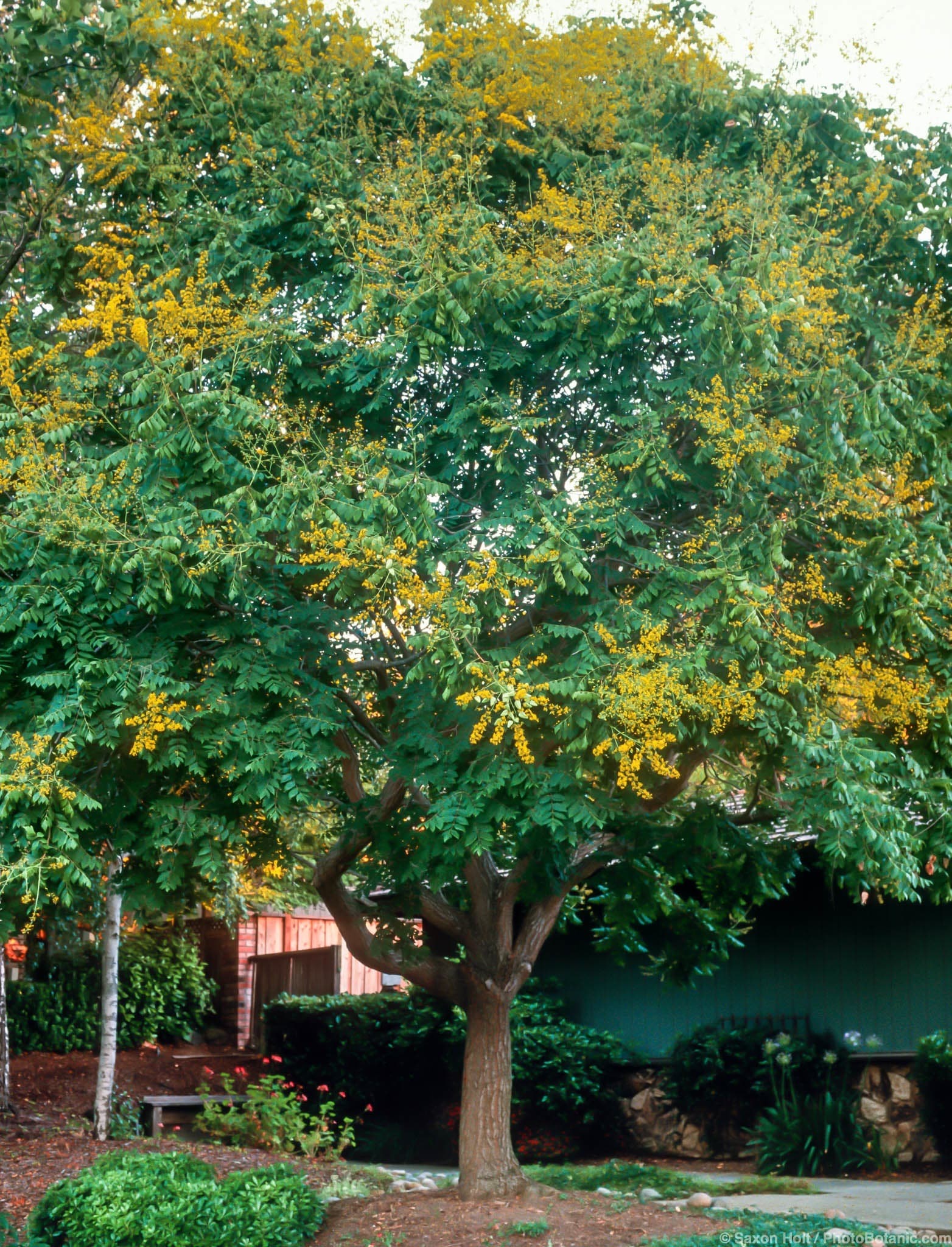 Koelreuteria paniculata