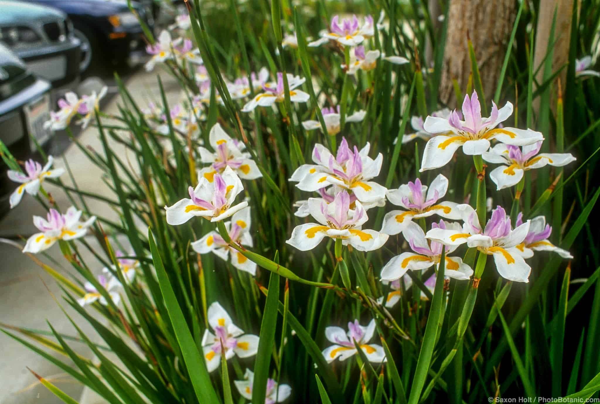 Dietes iridioides