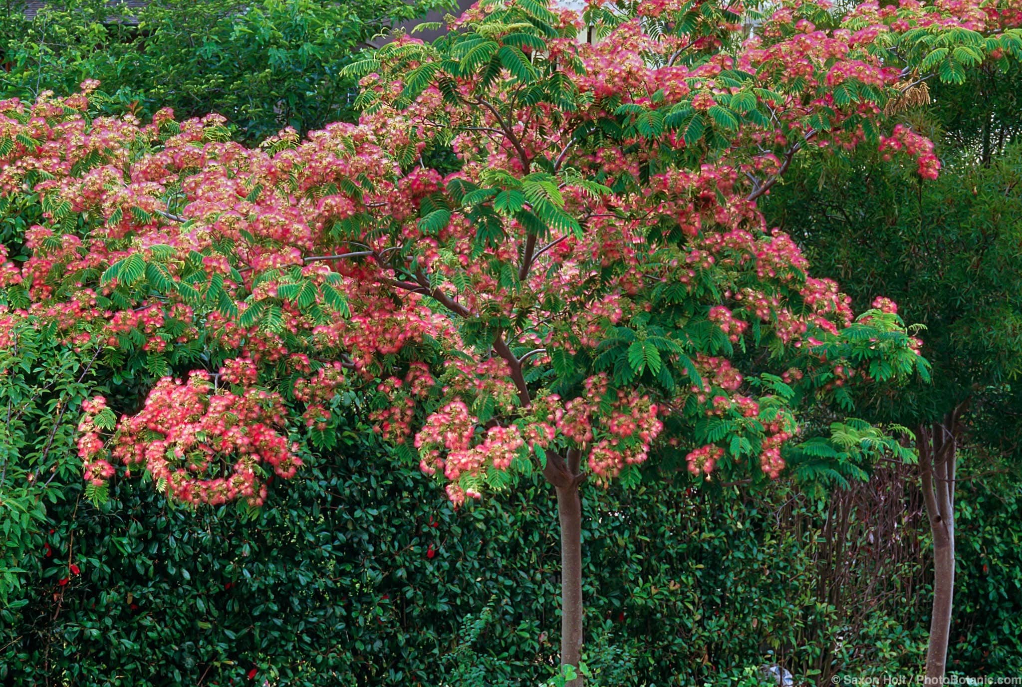 Albizia julibrissin