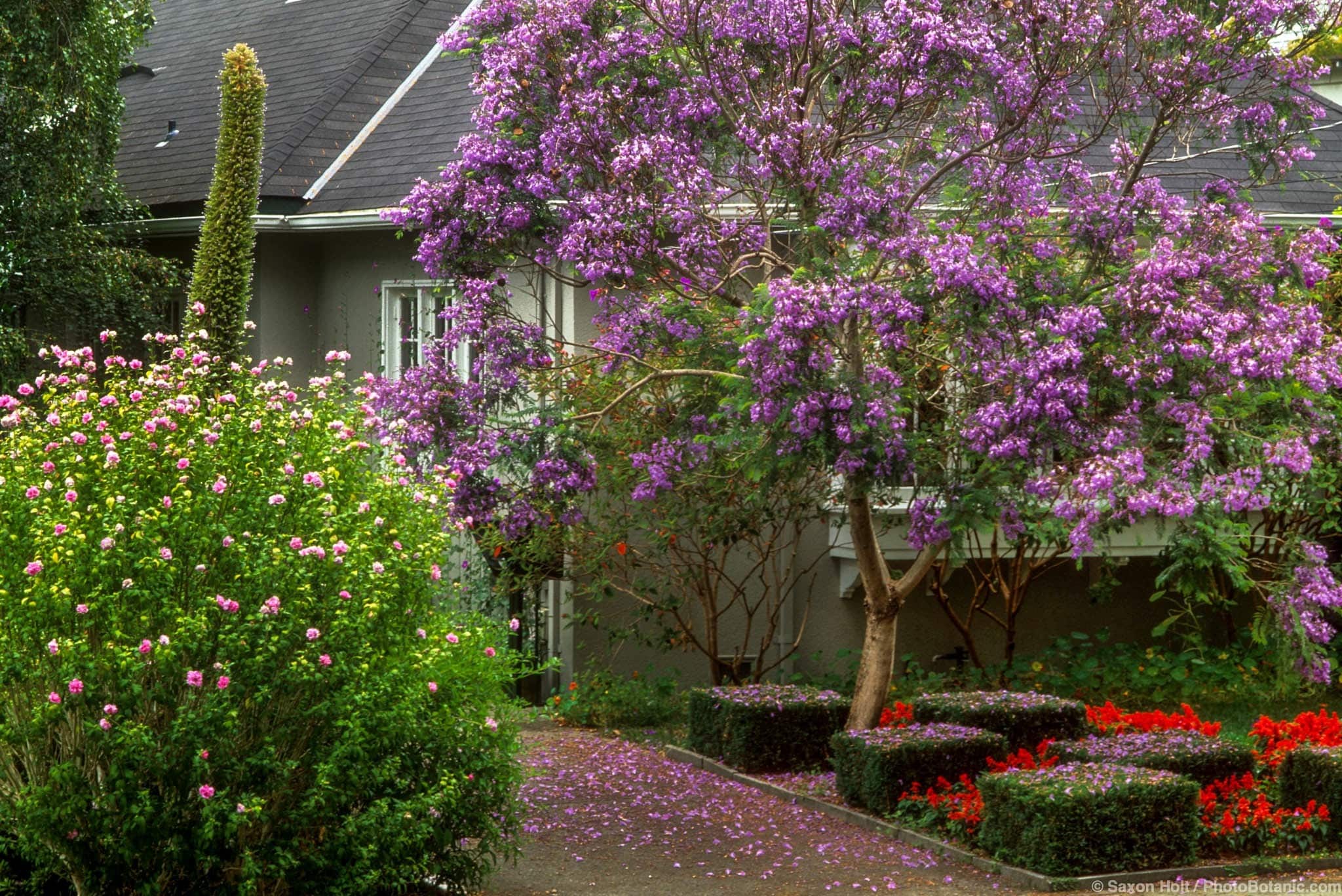 Jacaranda mimosifolia