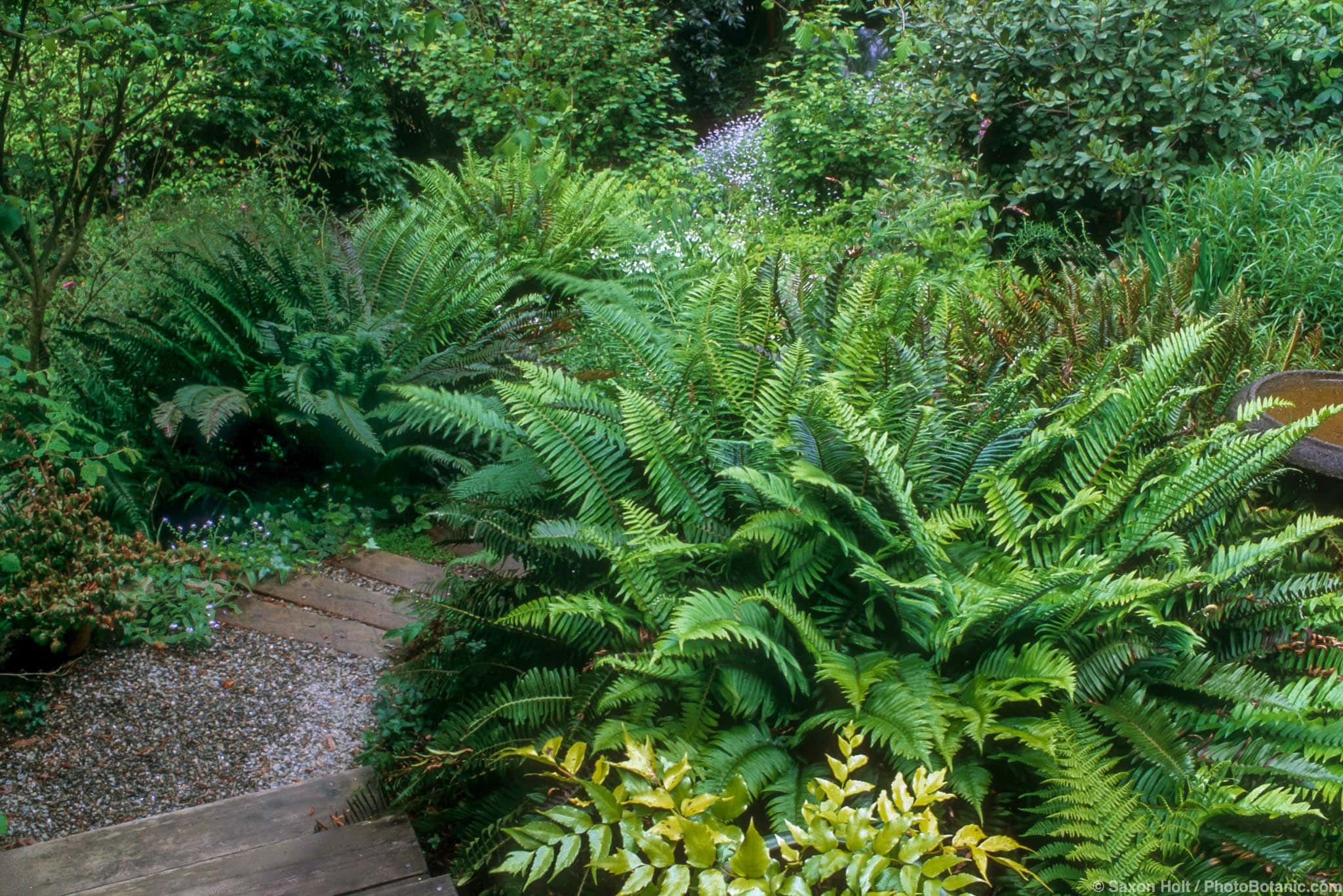 Polystichum munitum