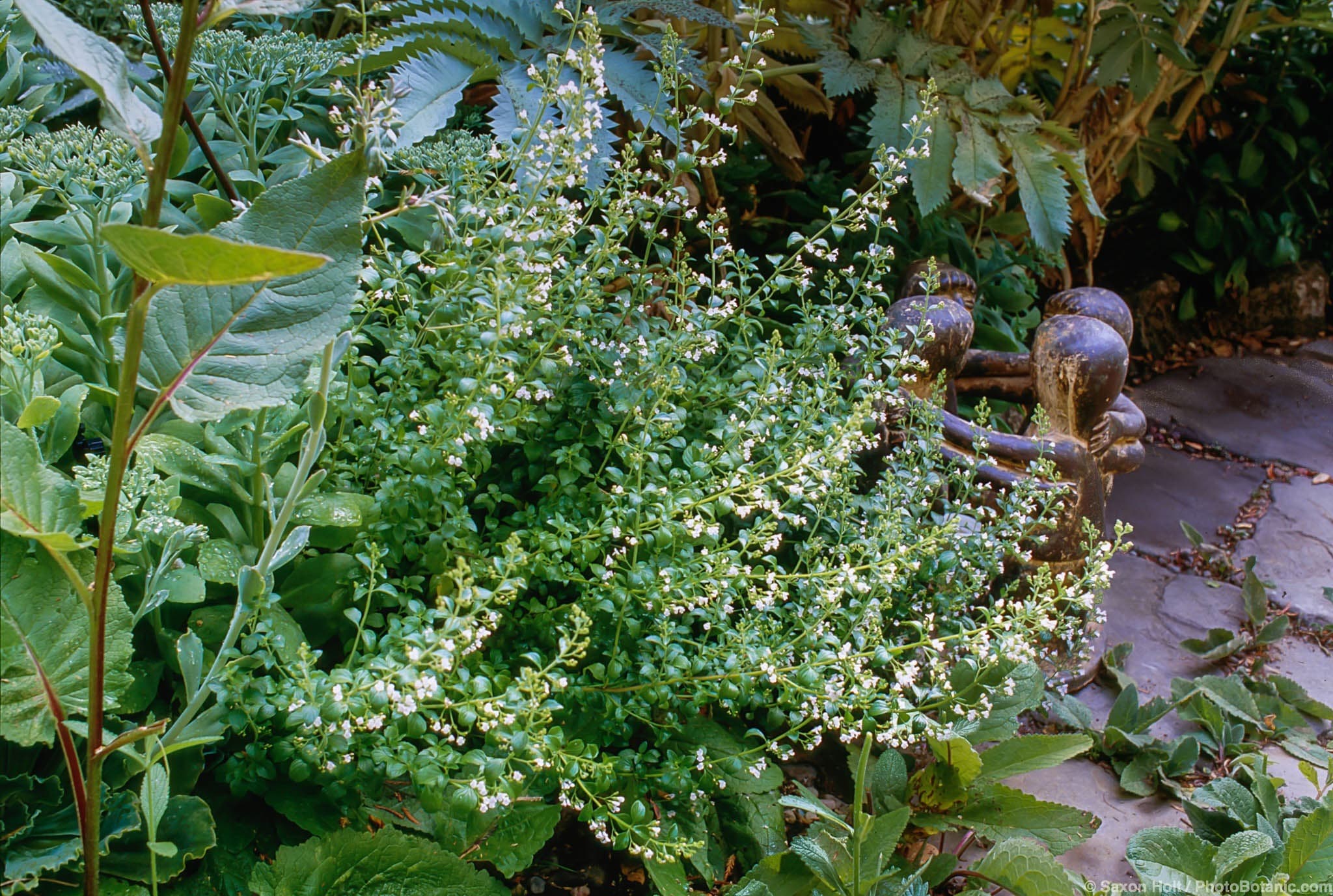 Calamintha nepeta