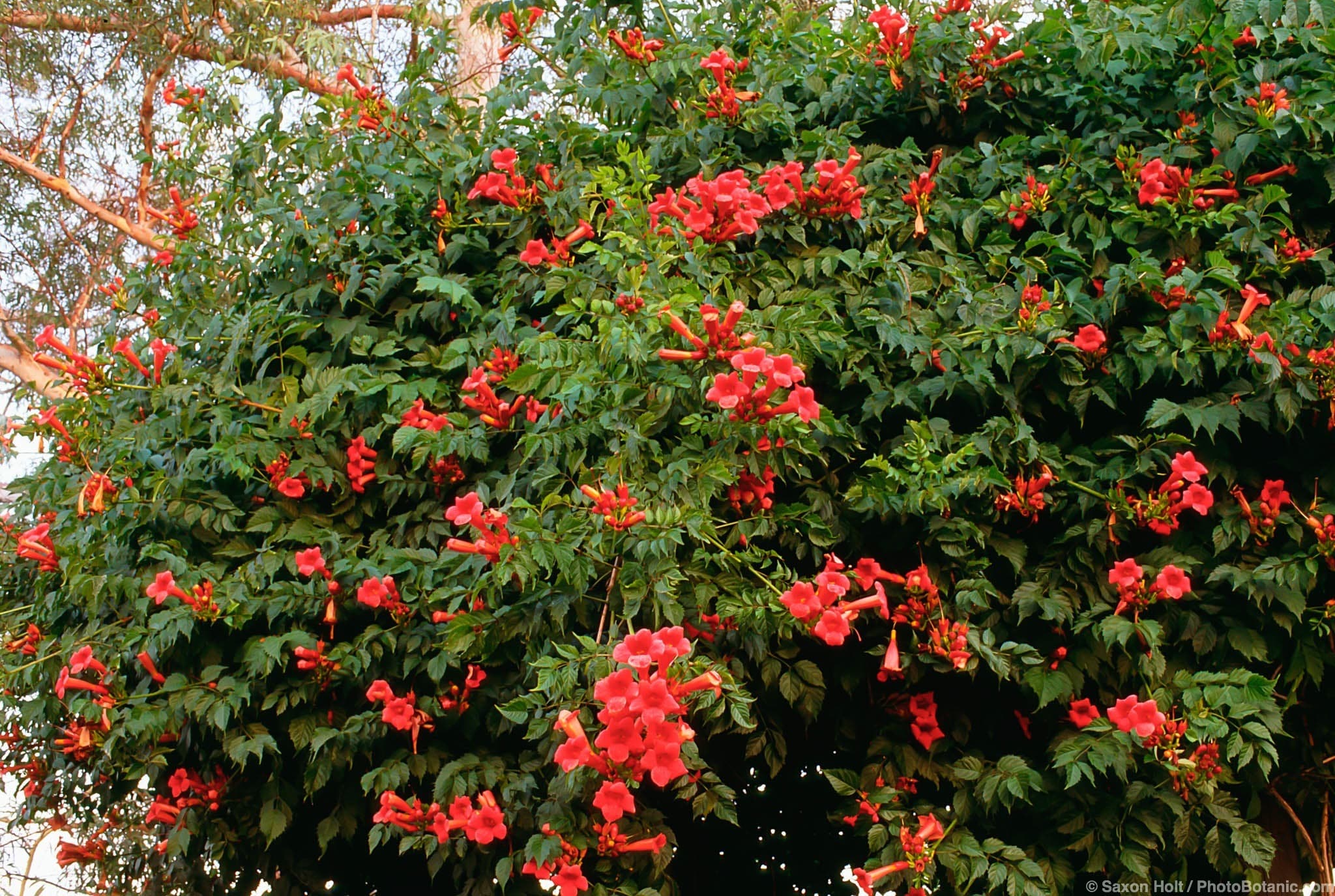 Campsis radicans