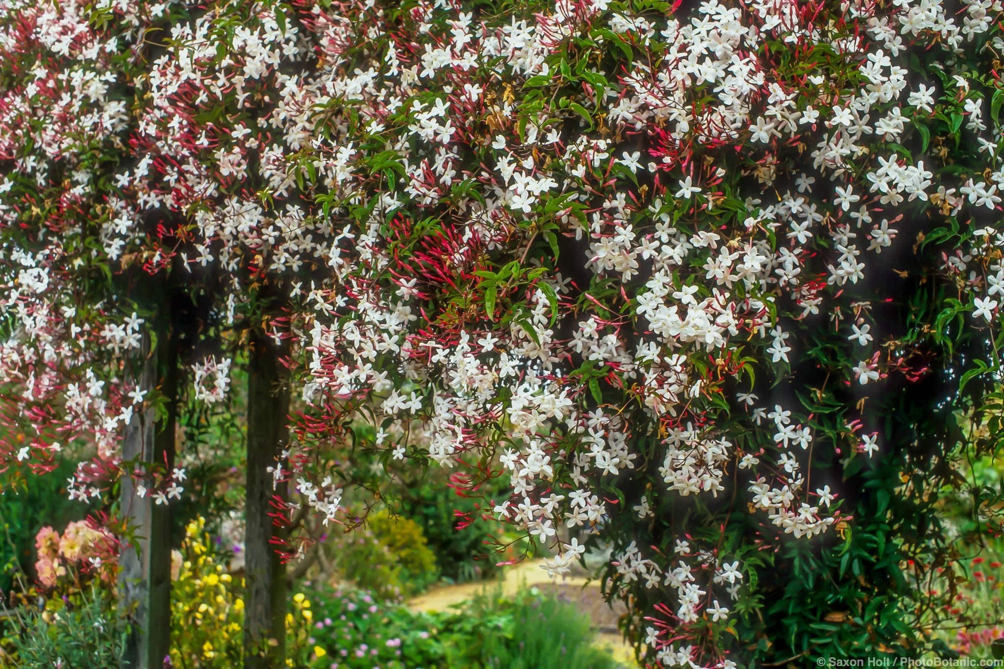 Jasminum polyanthum