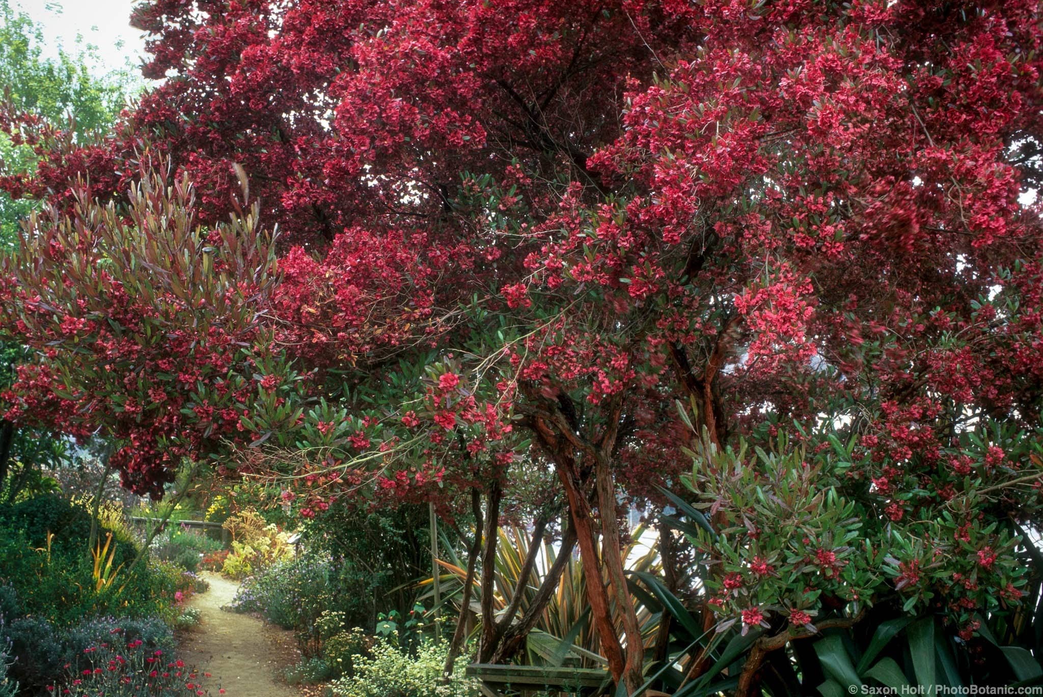 Dodonaea viscosa