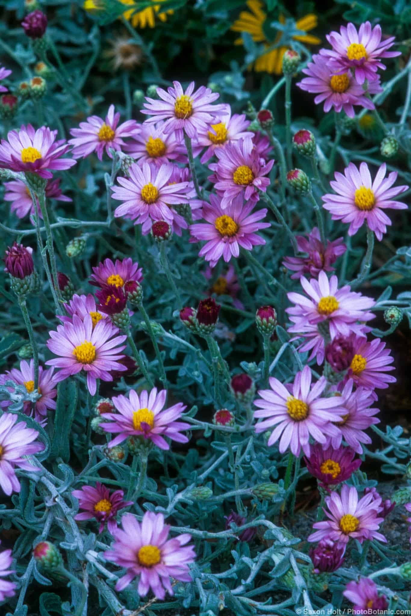 Lessingia filaginifolia