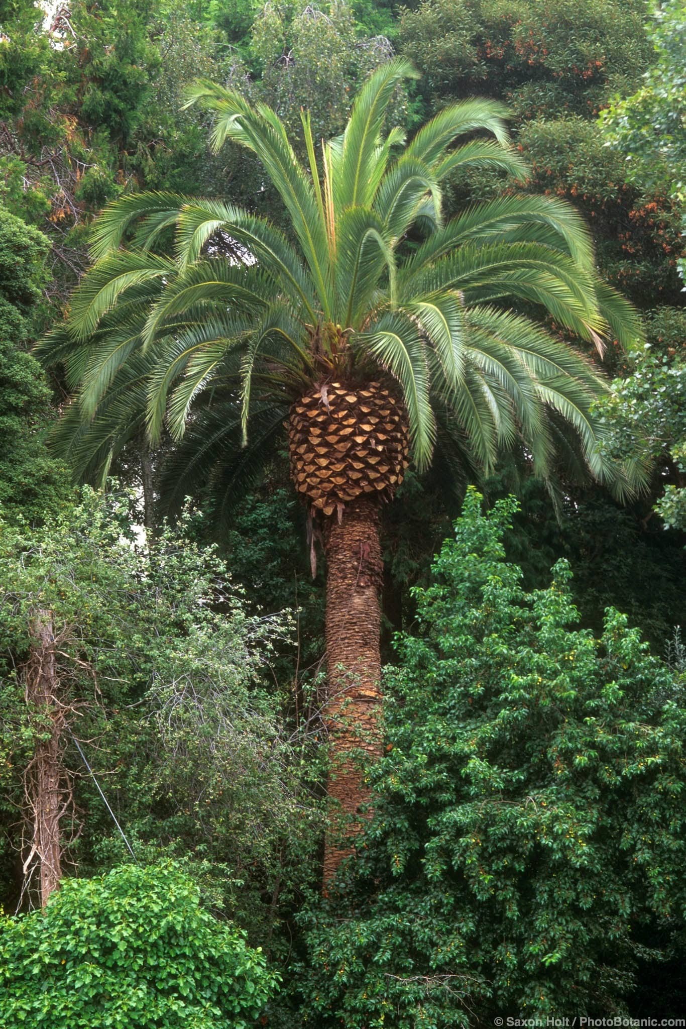 Phoenix canariensis