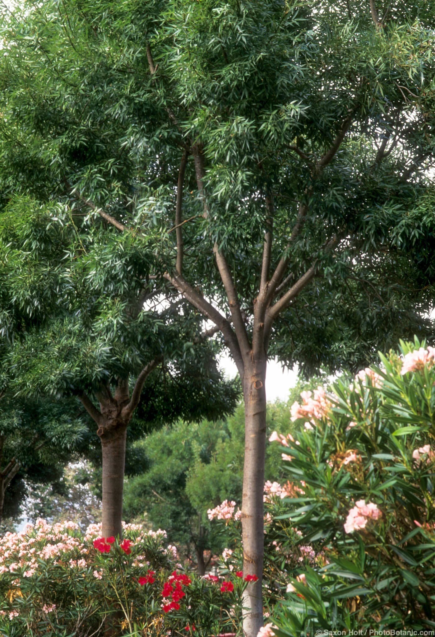 Fraxinus angustifolia