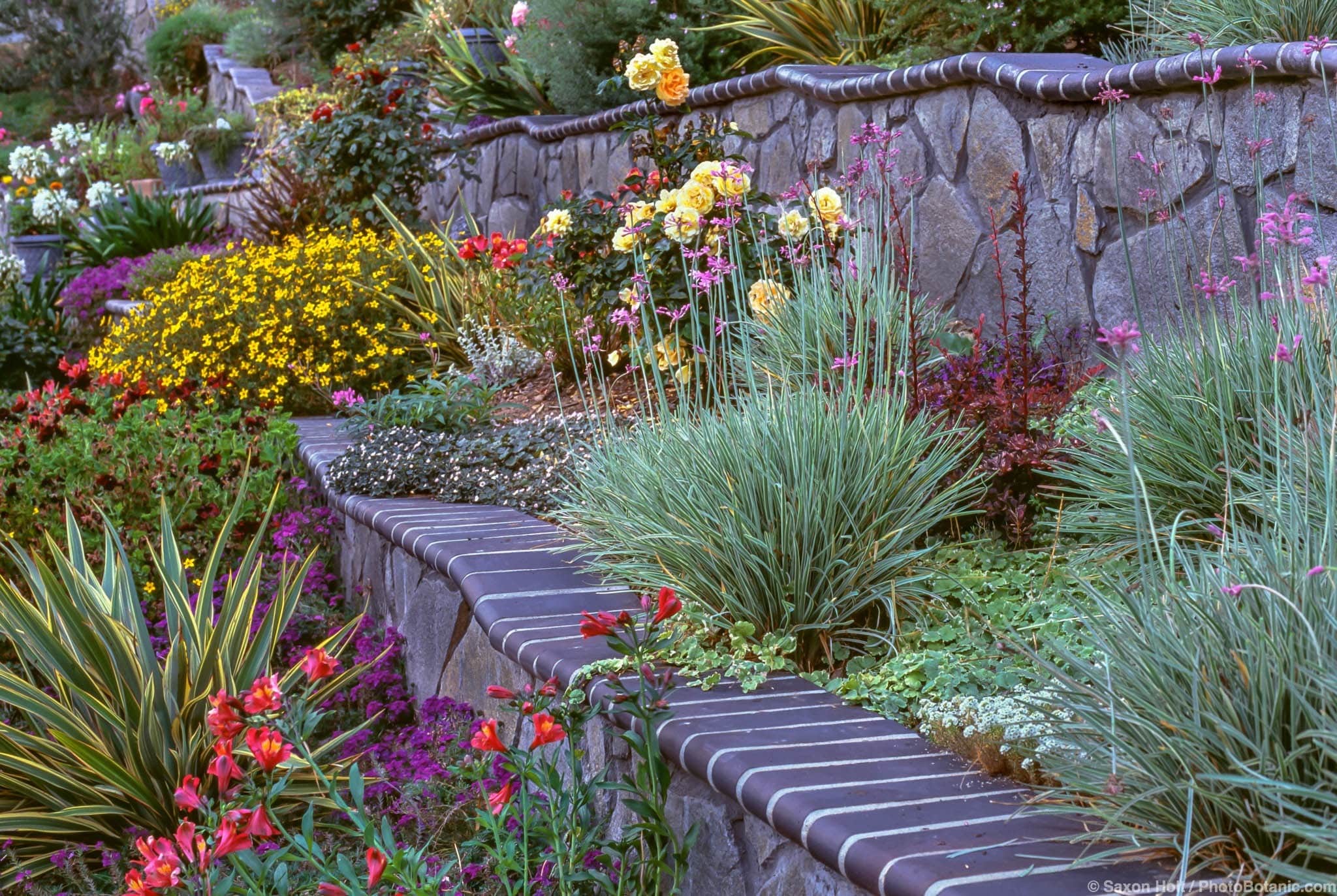 Drought tolerant perennials