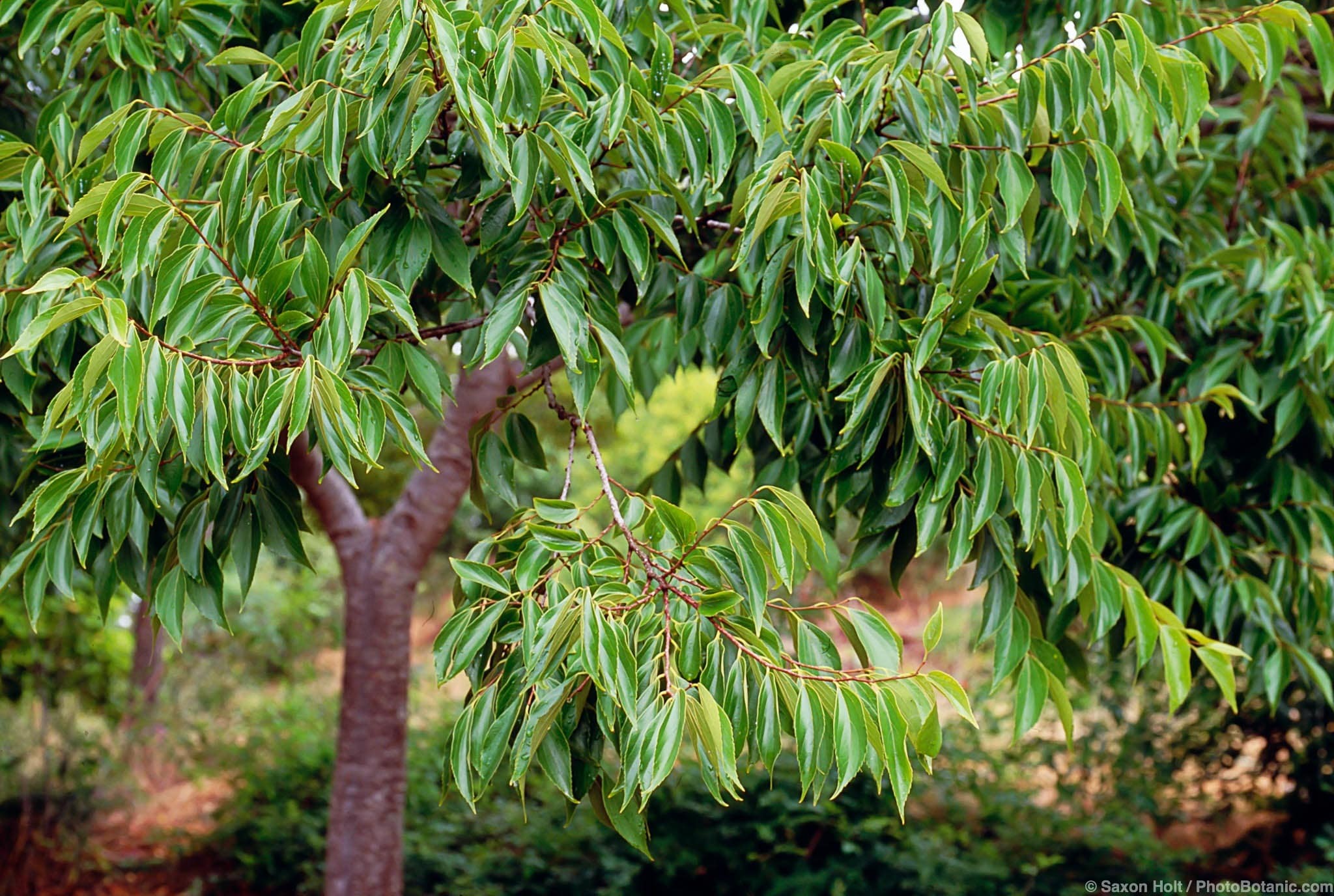 Celtis sinensis