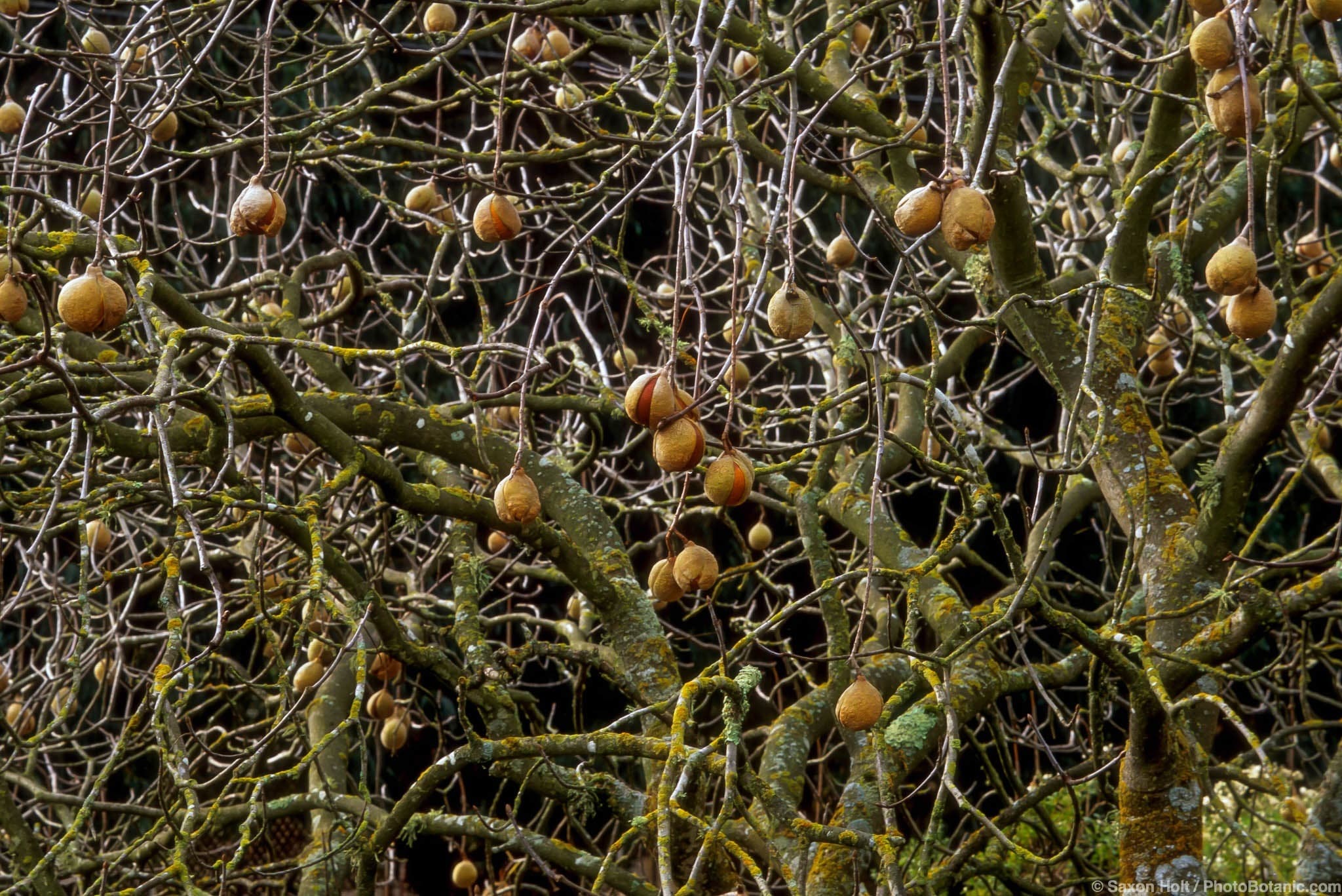 Aesculus californica