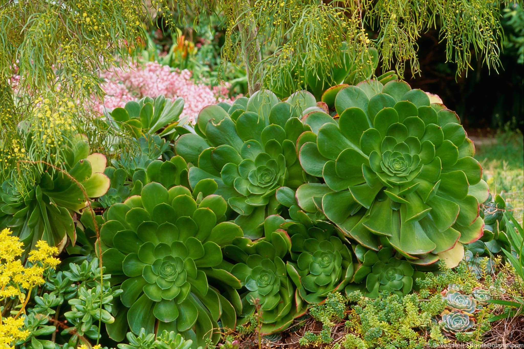 Aeonium canariense