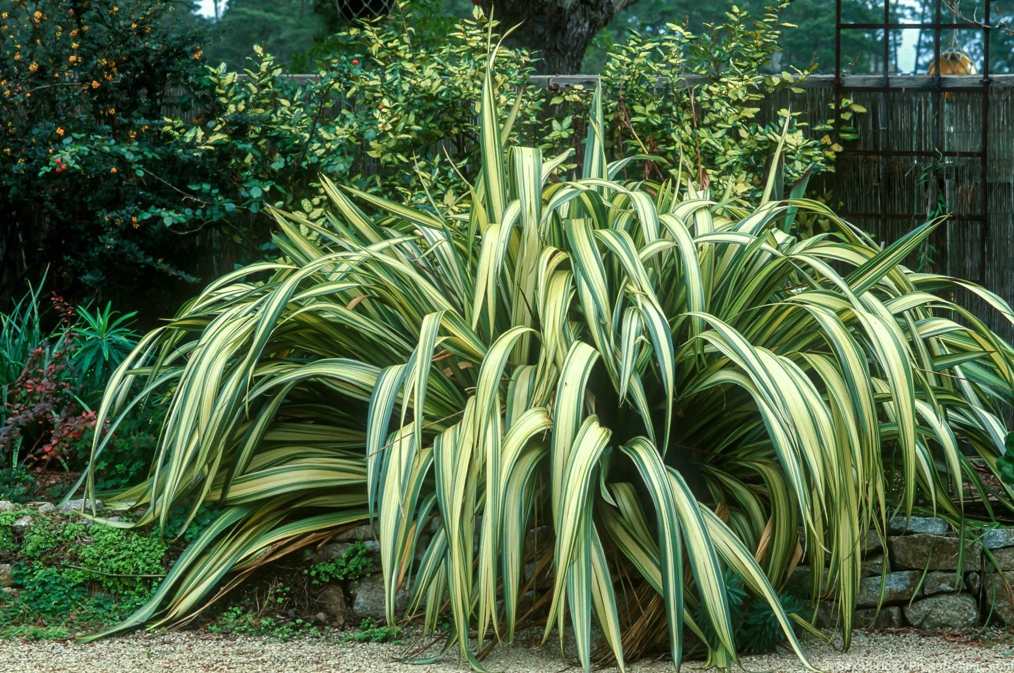 Phormium ‘Cream Delight’