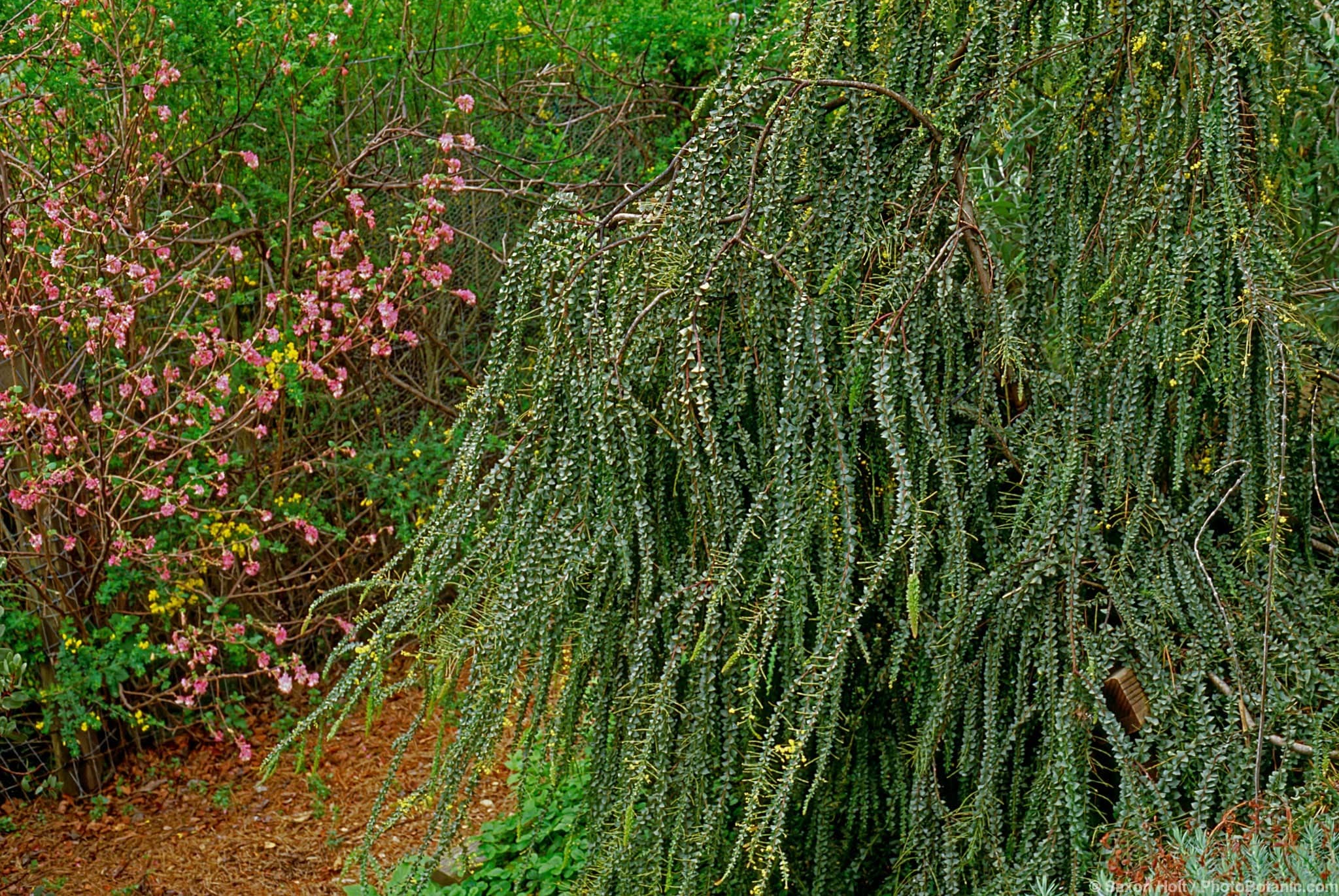 Acacia pravissima