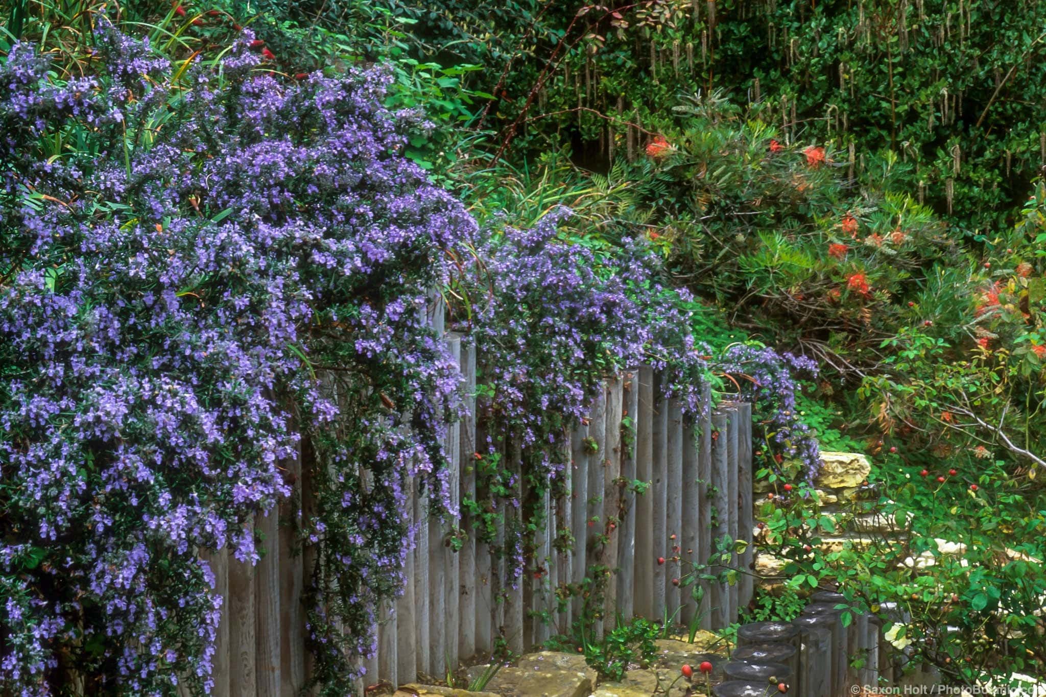 Salvia rosmarinus