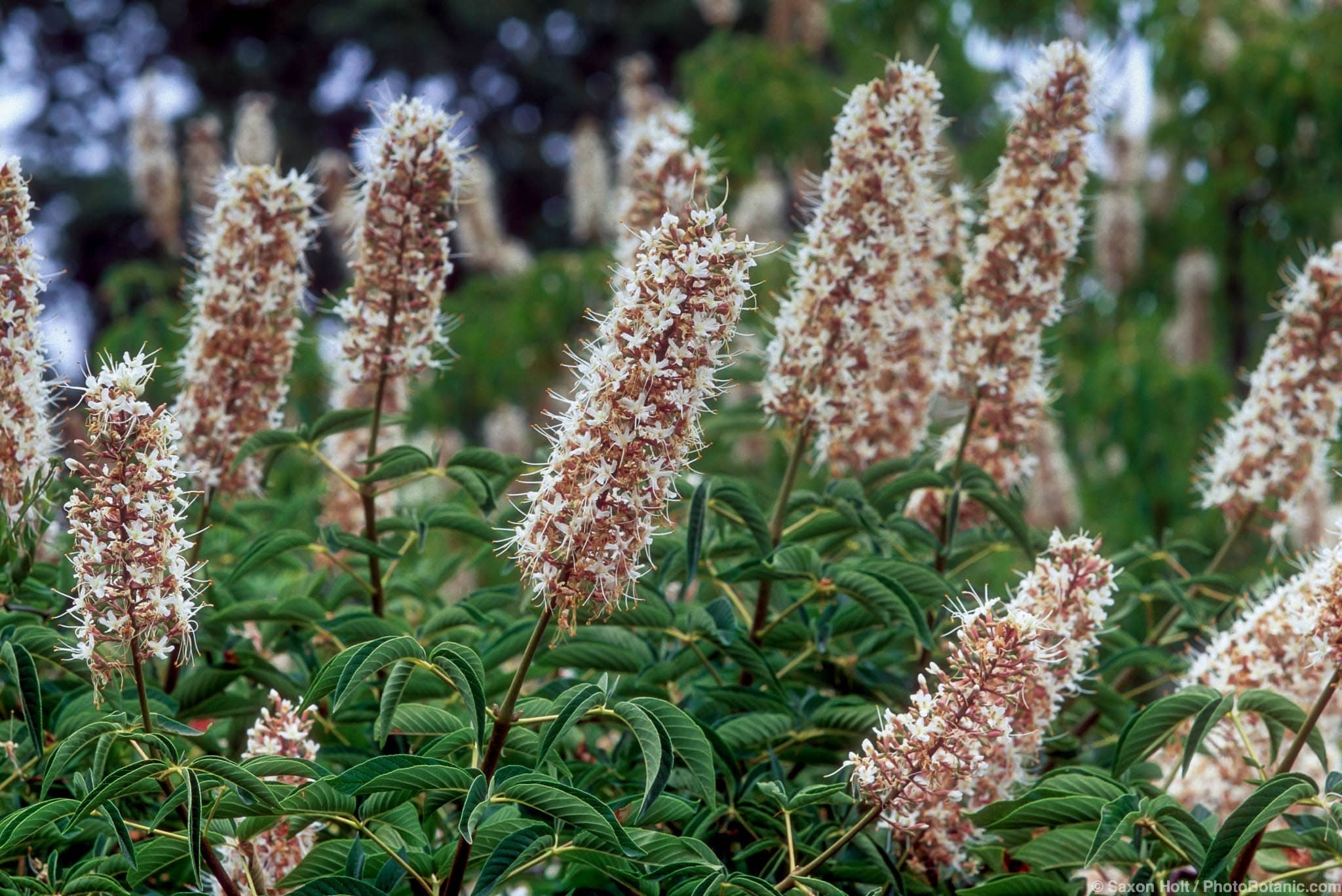 Aesculus californica