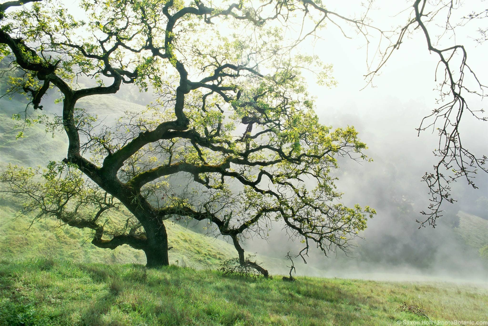 Quercus douglasii